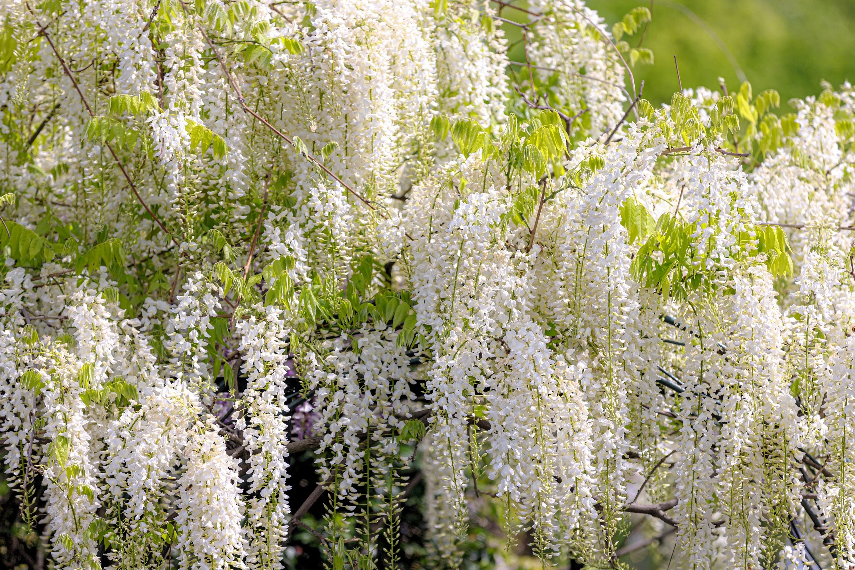 5 WHITE WISTERIA Floribunda Alba Ornamental Japanese Flower Vine Seeds - Image 3