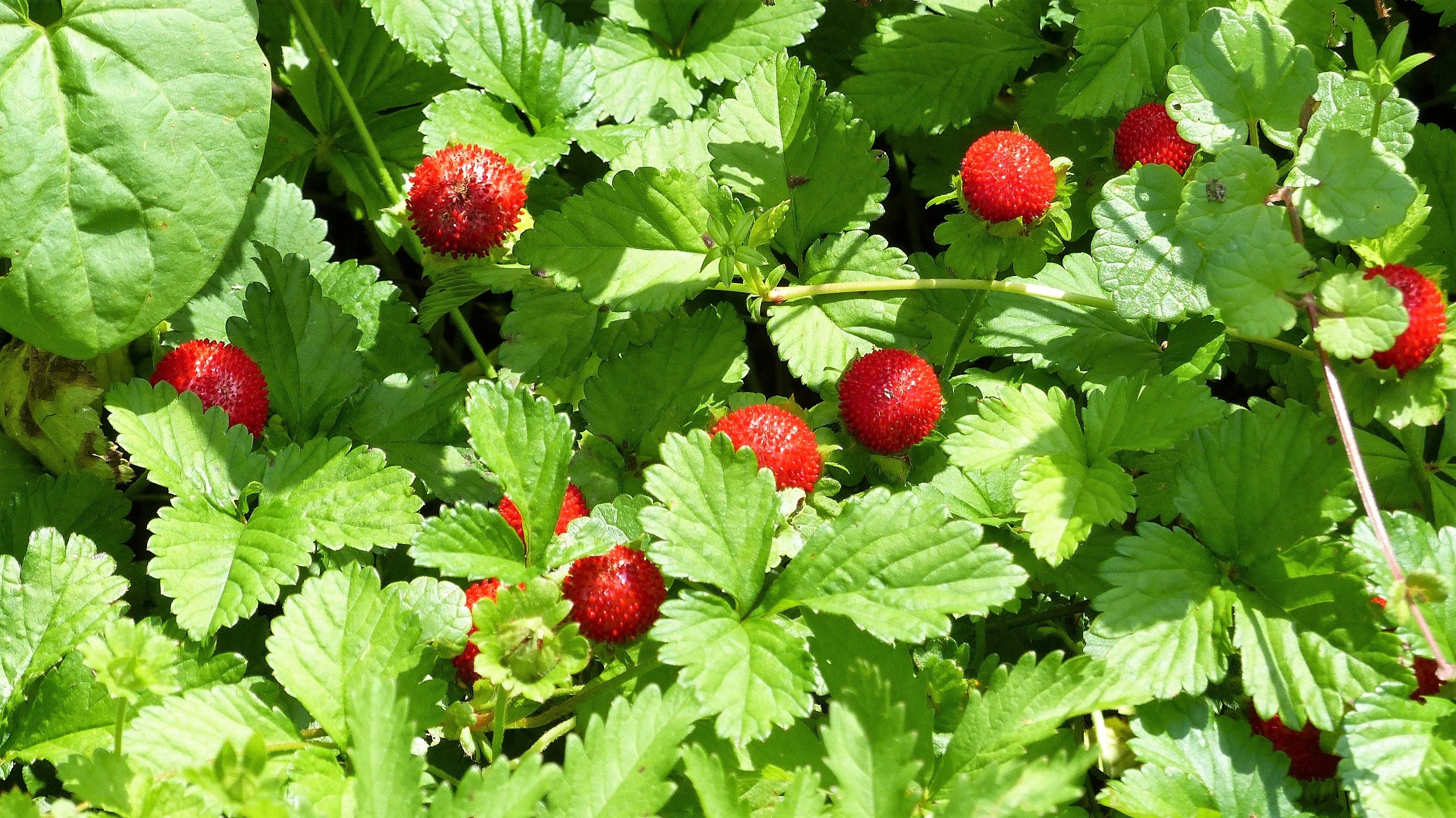 50 ALEXANDRIA STRAWBERRY Everbearing Alpine Fragaria Vesca Red Berry Fruit White Flower Seeds - Image 3