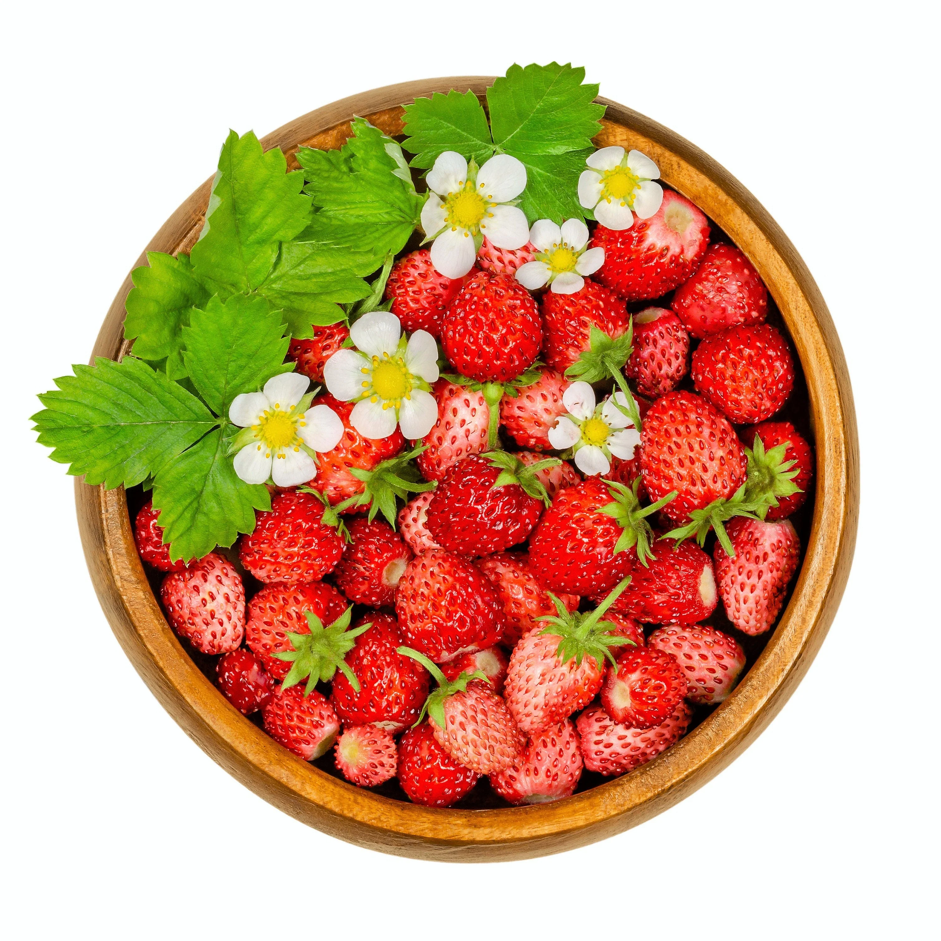 50 ALEXANDRIA STRAWBERRY Everbearing Alpine Fragaria Vesca Red Berry Fruit White Flower Seeds - Image 4