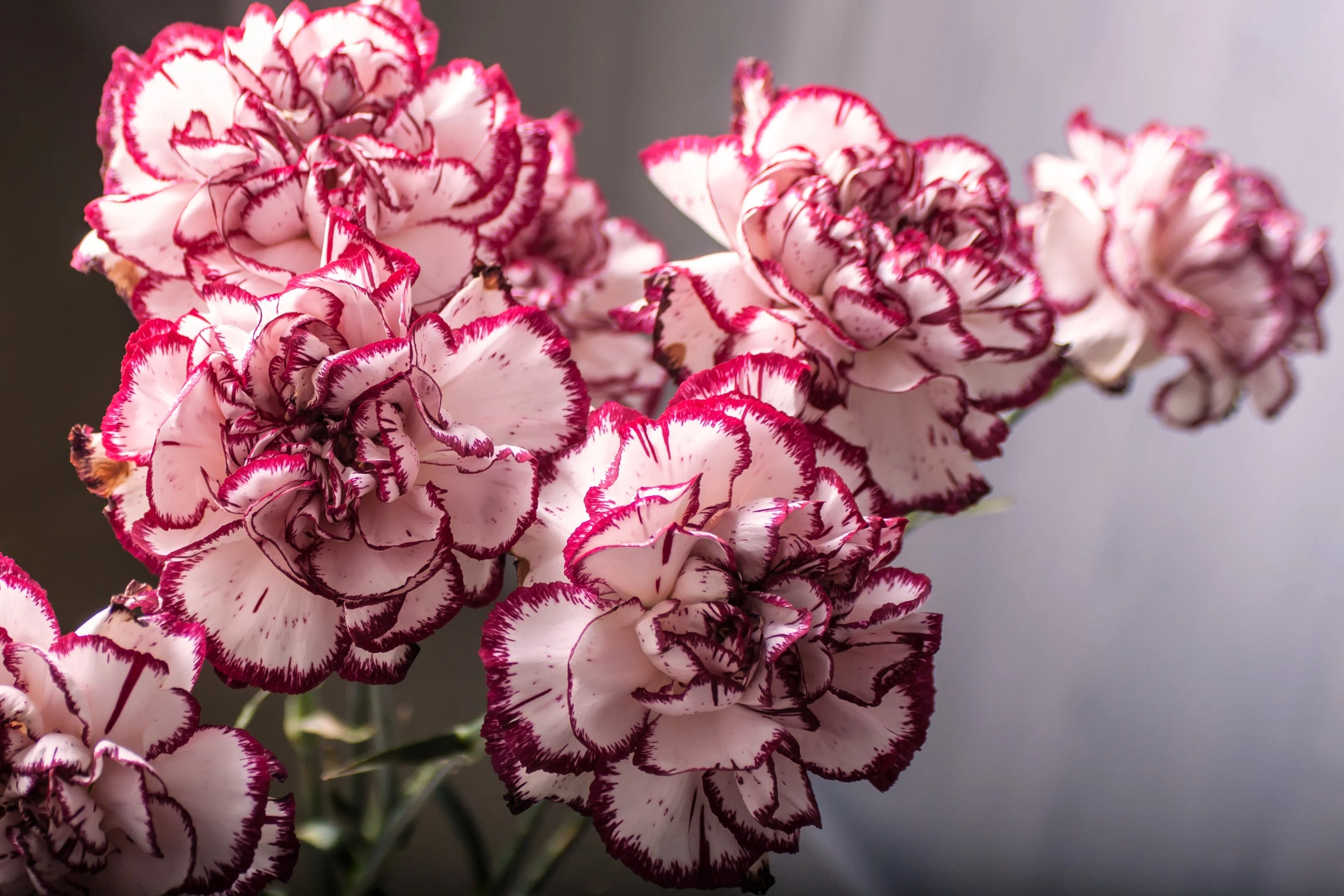 50 Avranchin RED & WHITE CARNATION Dianthus Caryophyllus Chabaud Flower Seeds - Image 4