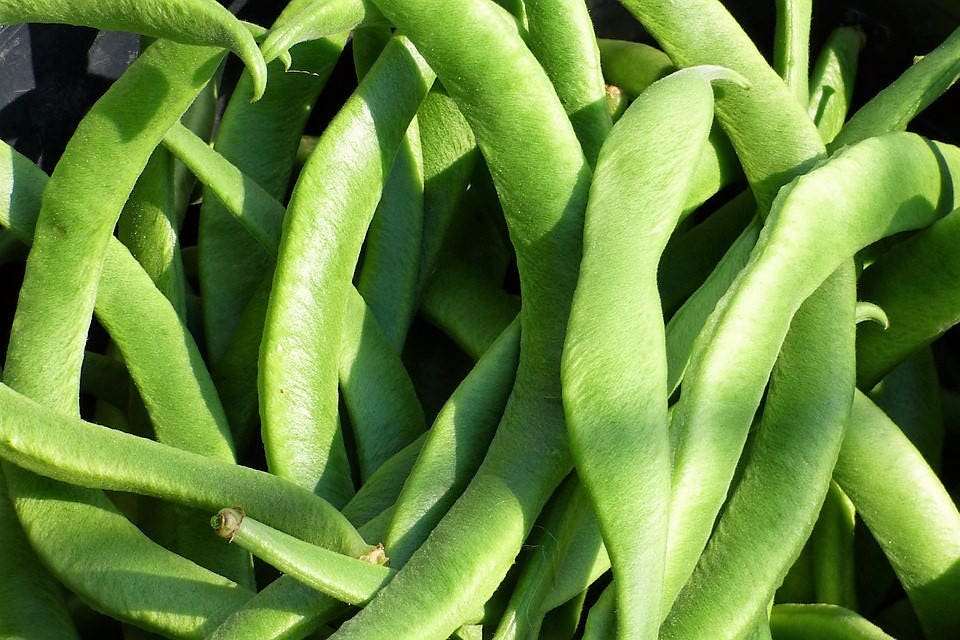 50 BABY LIMA BEAN Phaseolus Lunatus Vegetable Seeds - Image 8
