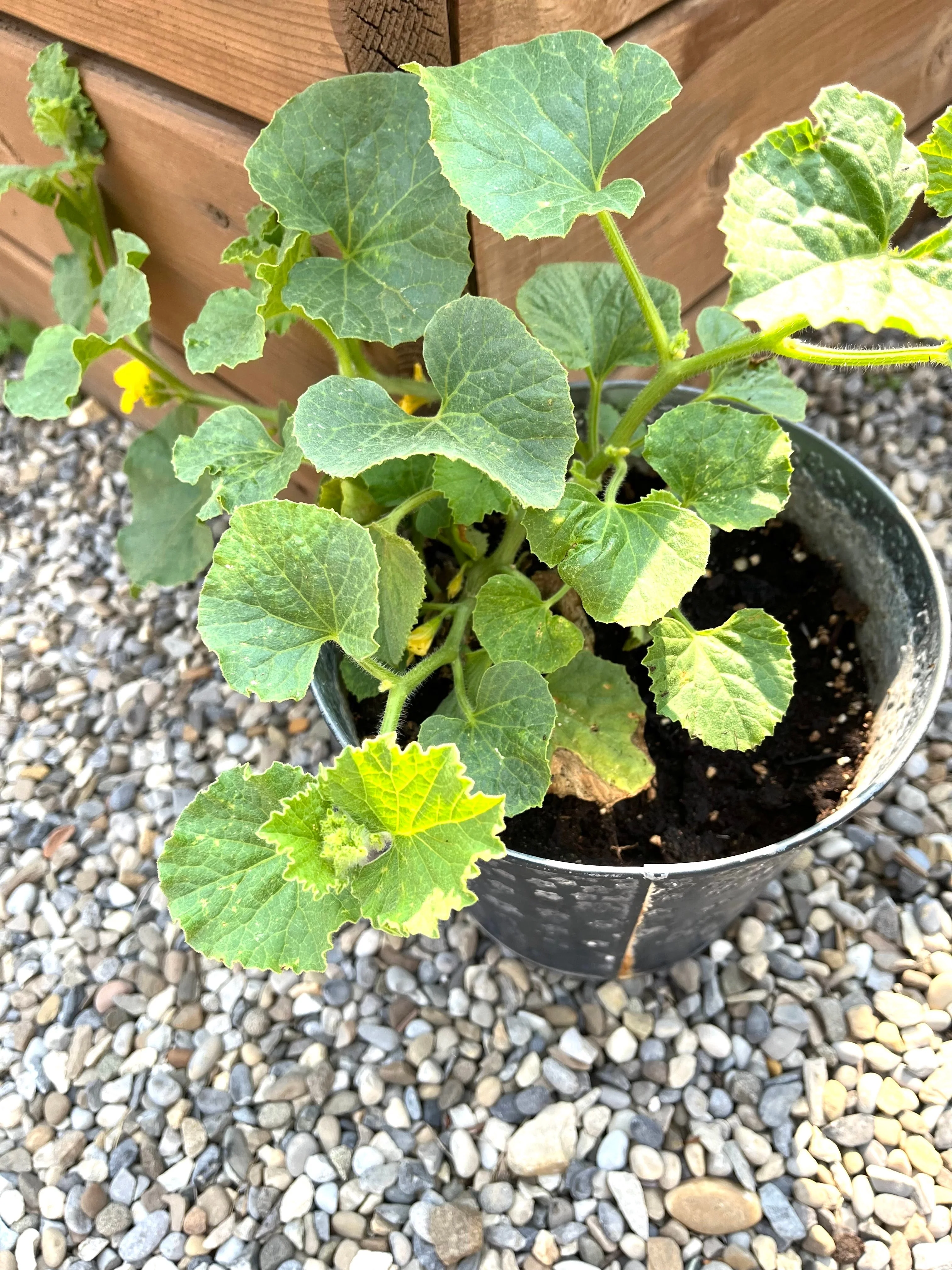 50 BANANA CANTALOUPE Melon Fruit Cucumis Melo Seeds - Image 8