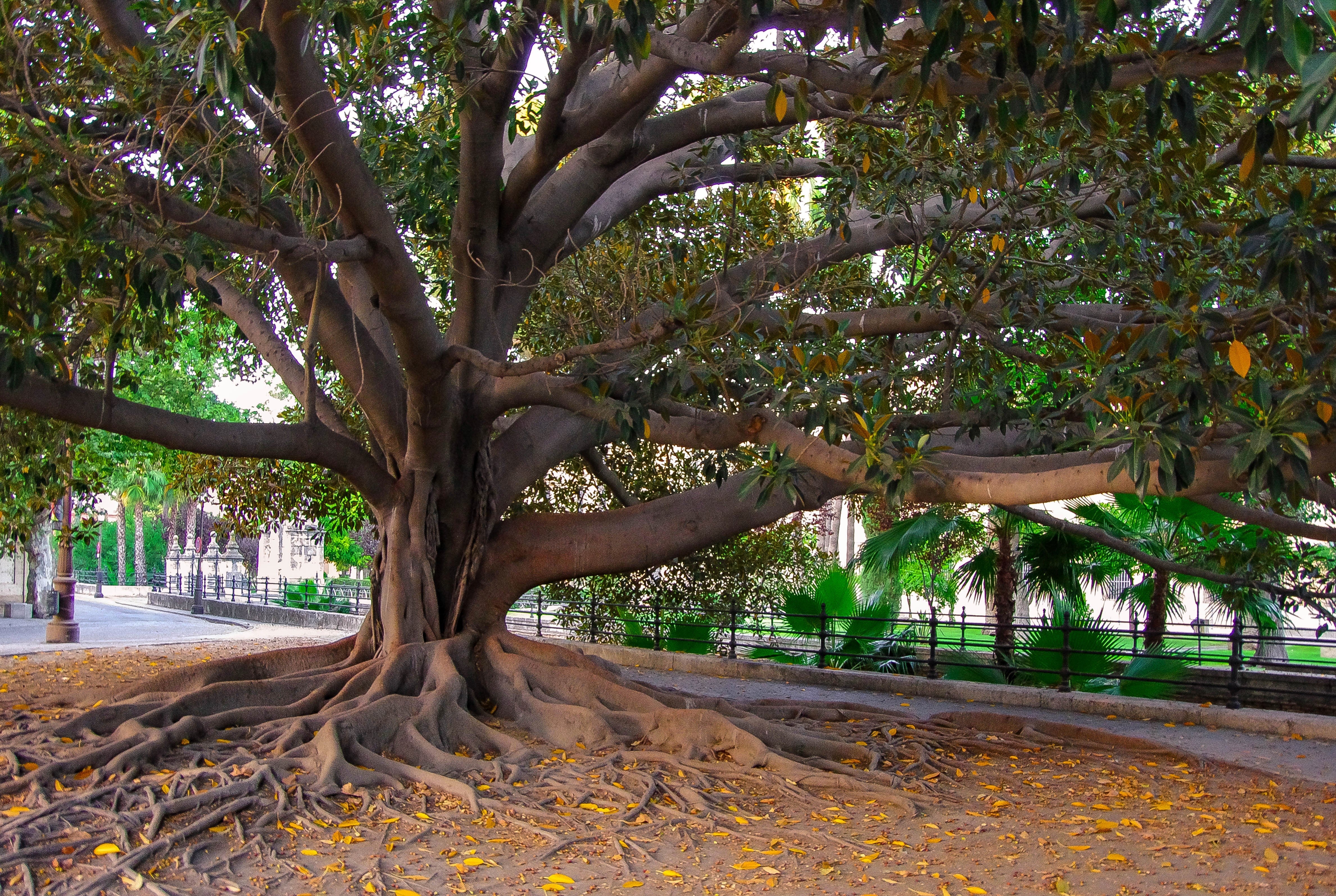 50 BANYAN / BANYAN FIG TREE East Indian Ficus Benghalensis Aerial Root Houseplant Seeds - Image 10