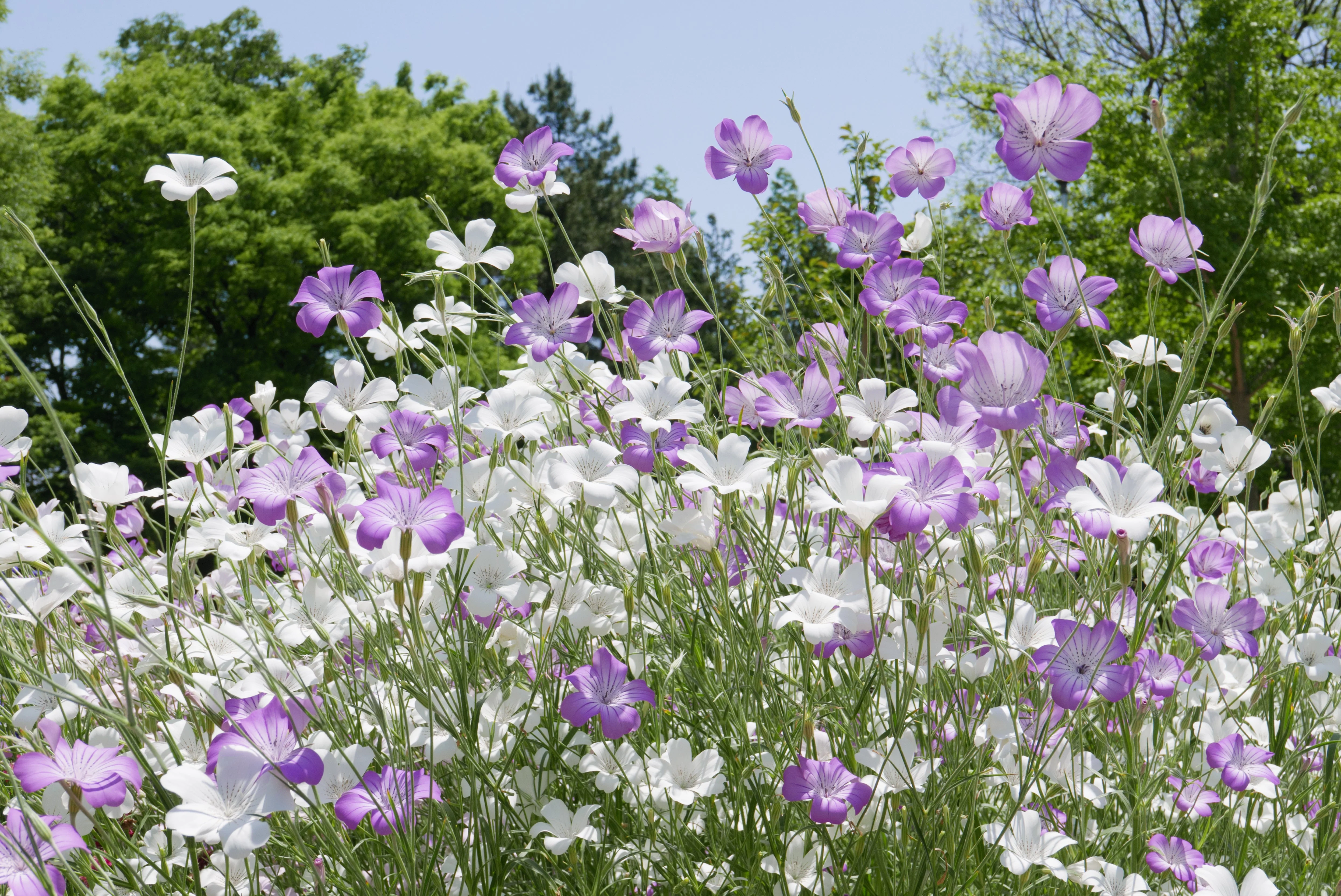 50 Bianca WHITE CORN COCKLE Agrostemma Githago Flower Seed - Image 3