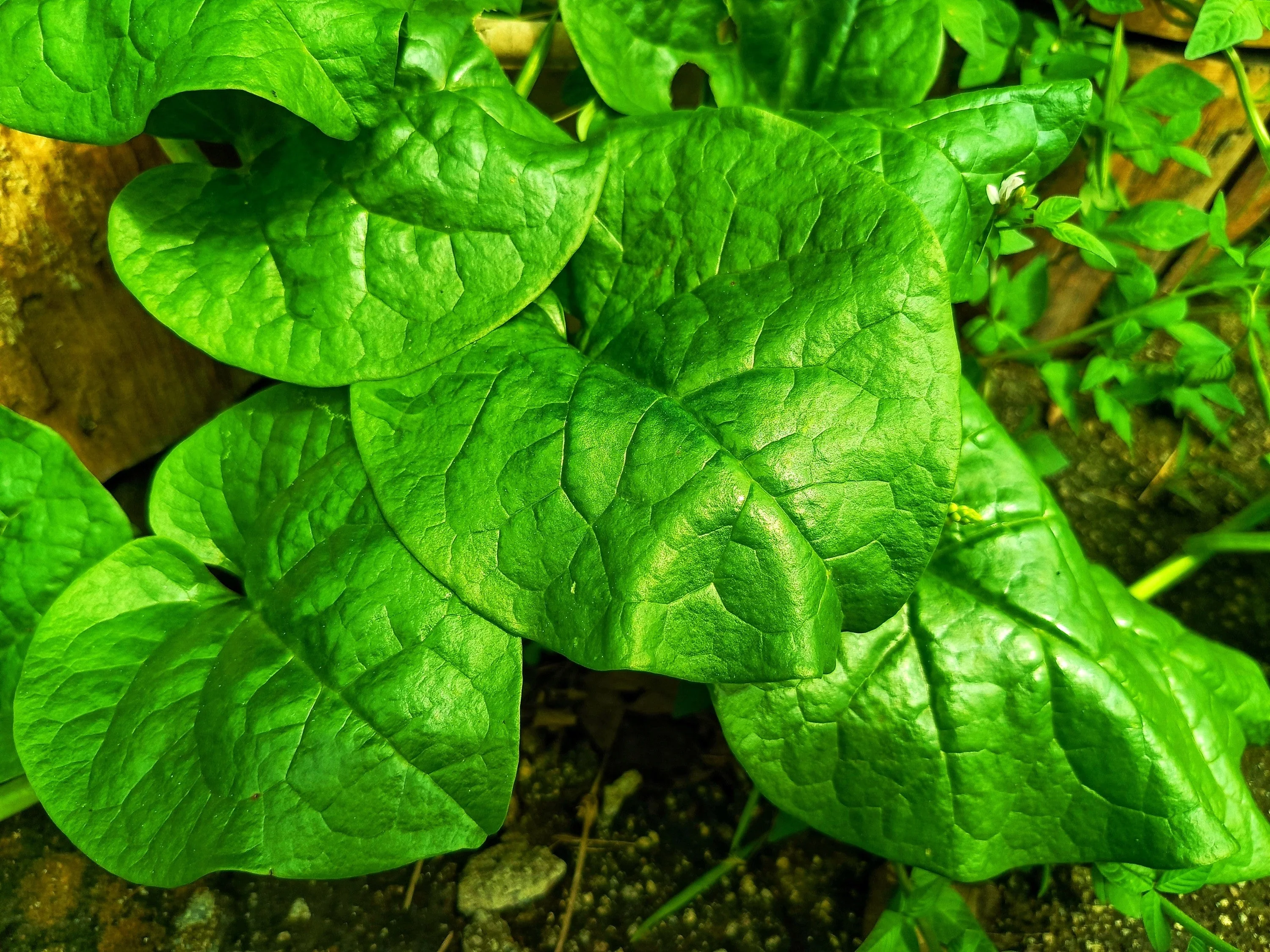 50 BIG ROUND LEAF MALABAR SPINACH Vine Ceylon Basella Alba Vegetable Seeds - Image 4