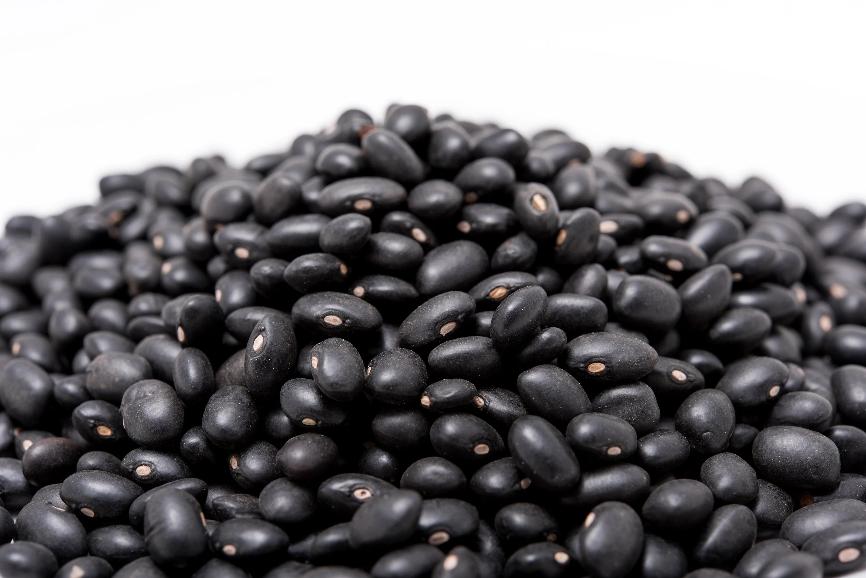 50 BLACK BEAN (Black Turtle Bush Bean) Phaseolus Vulgaris Vegetable Seeds - Image 4