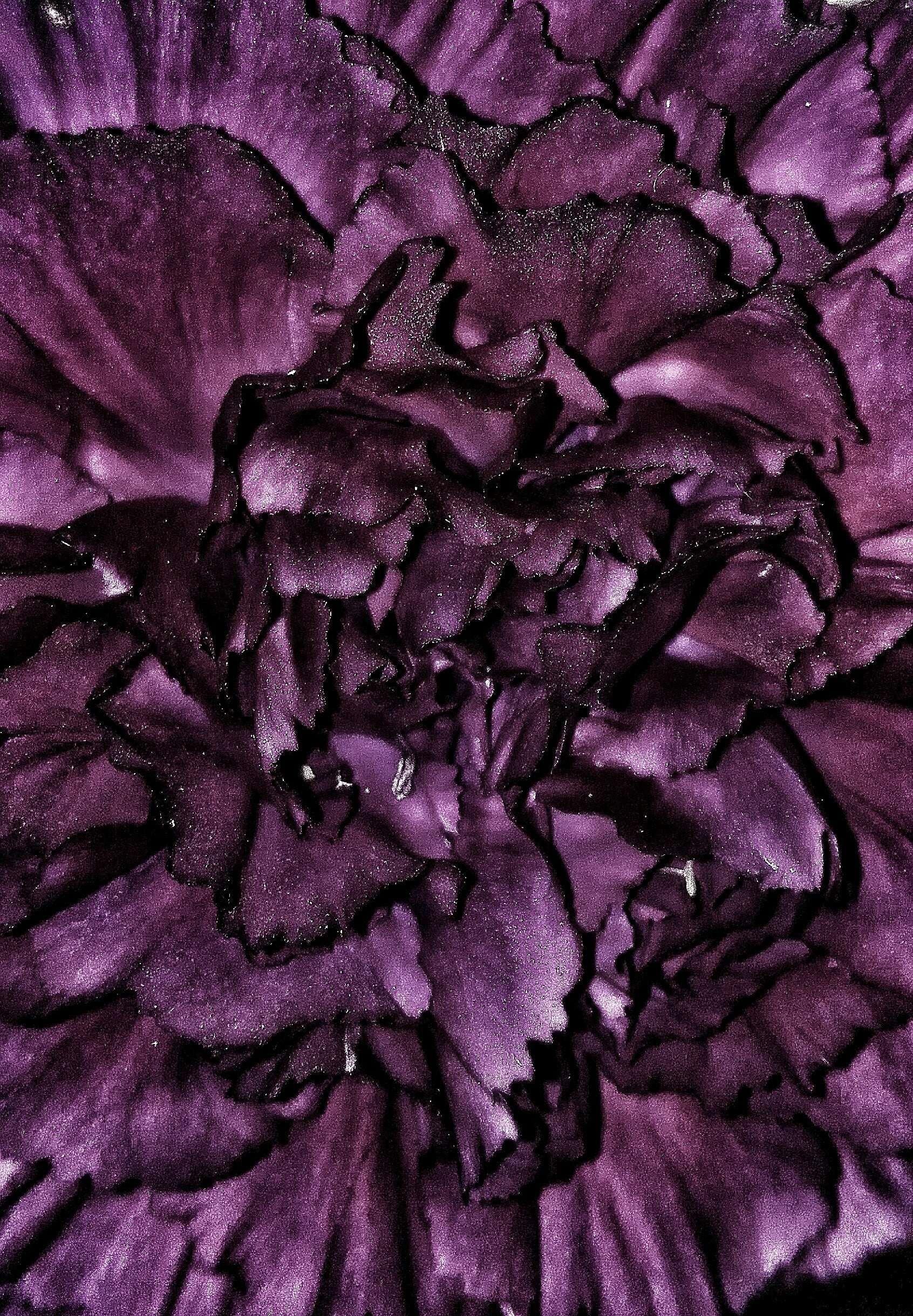 50 BLACK CARNATION King of Blacks Dianthus Caryophyllus Grenadin Double Flower Seeds - Image 5