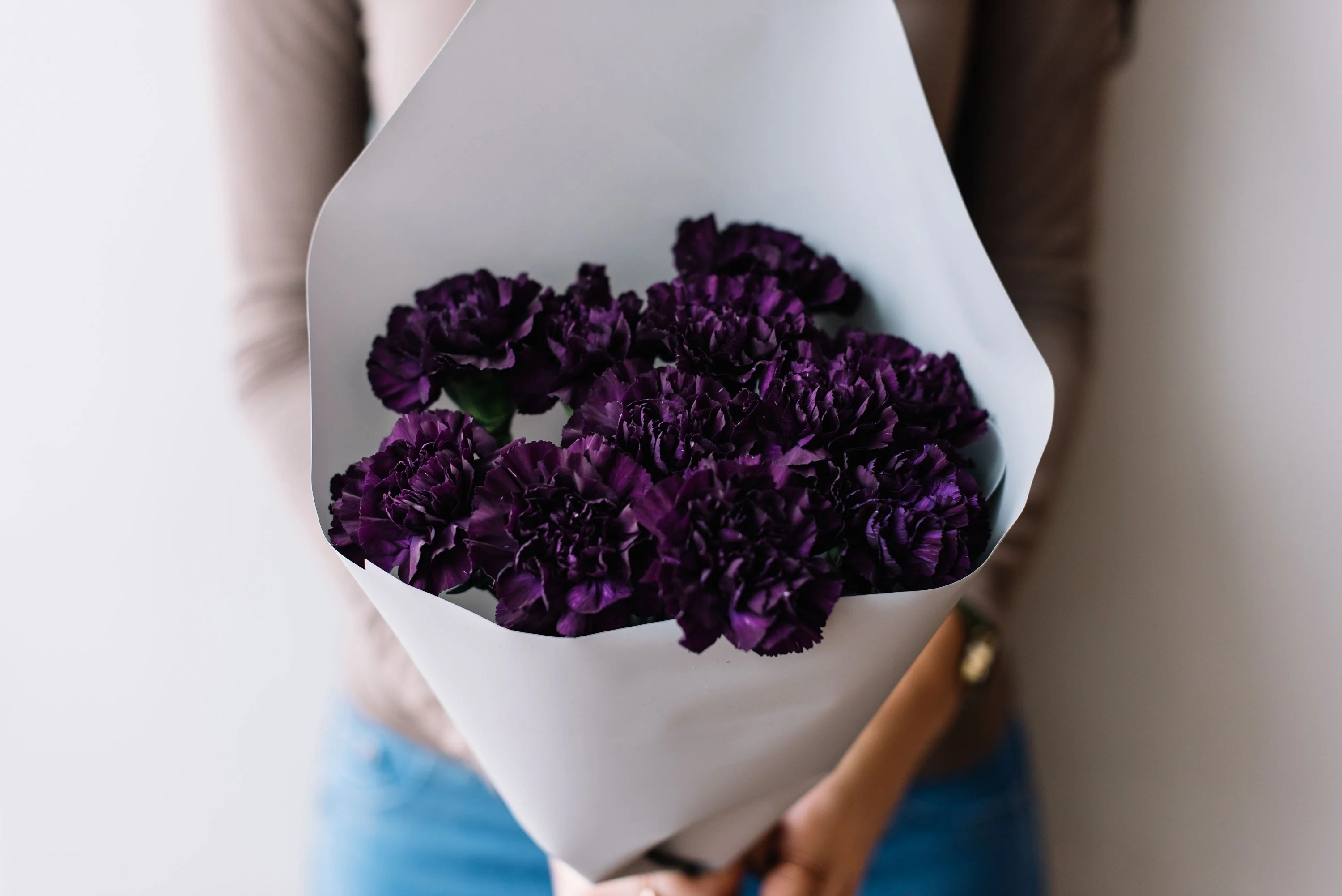 50 BLACK CARNATION King of Blacks Dianthus Caryophyllus Grenadin Double Flower Seeds - Image 7