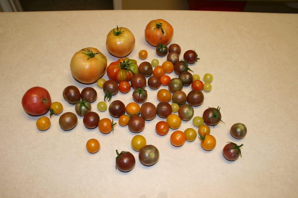 50 BLACK CHERRY TOMATO Black Skin Sweet Round Lycopersicon Fruit Vegetable Seeds - Image 8
