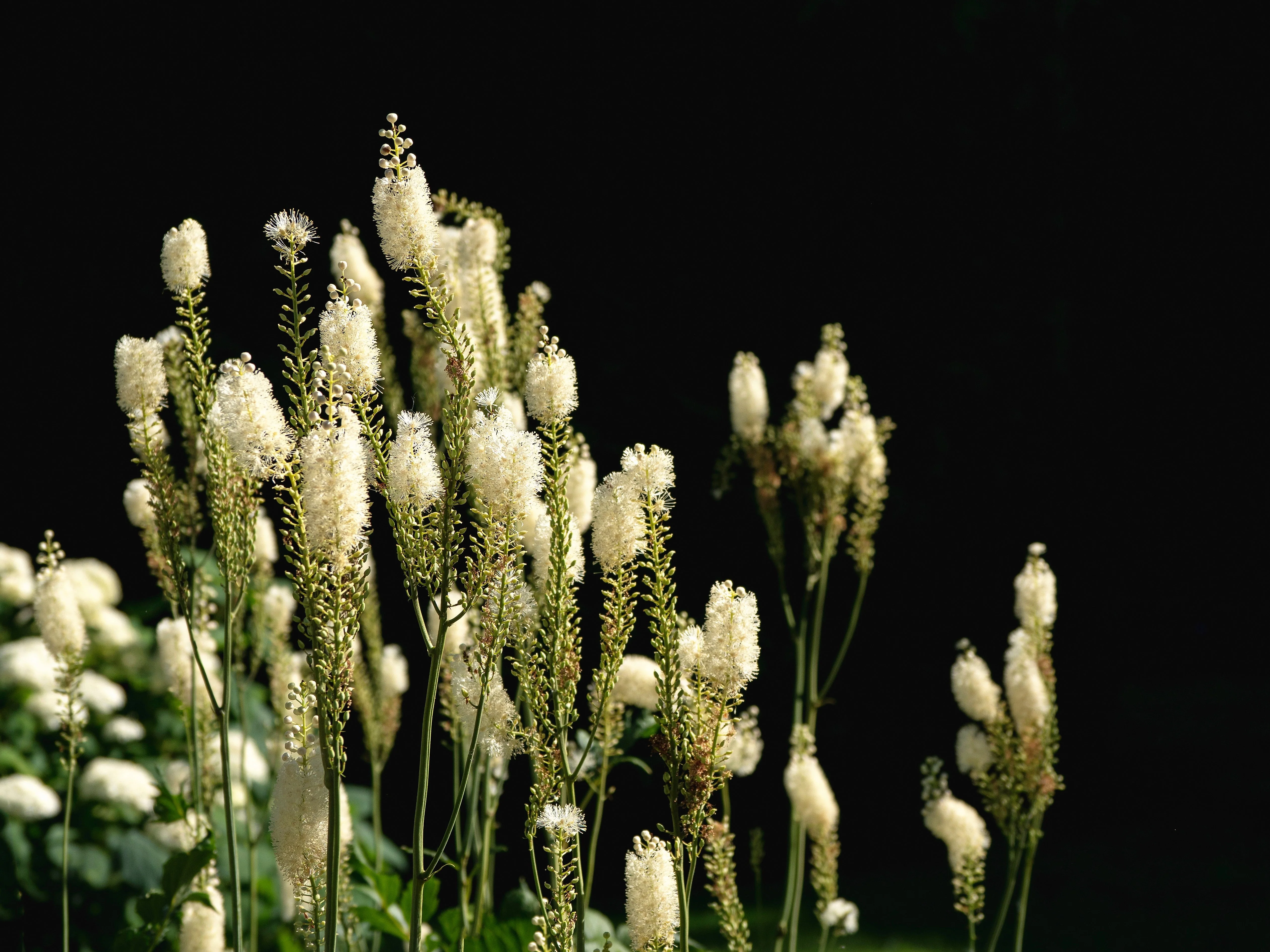 50 BLACK COHOSH Bugbane Actaea Racemosa Cimicifuga Bugbane Snakeroot Native White Shade Flower Herb Seeds - Image 13