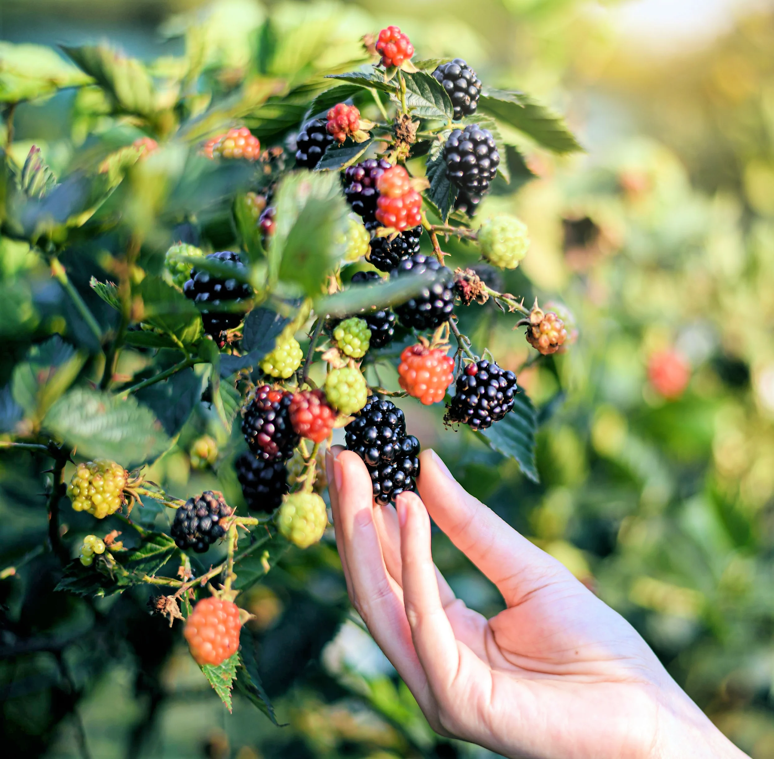 50 BLACK RASPBERRY Rubus Leucodermis Fruit Bush Vine Seeds - Image 10
