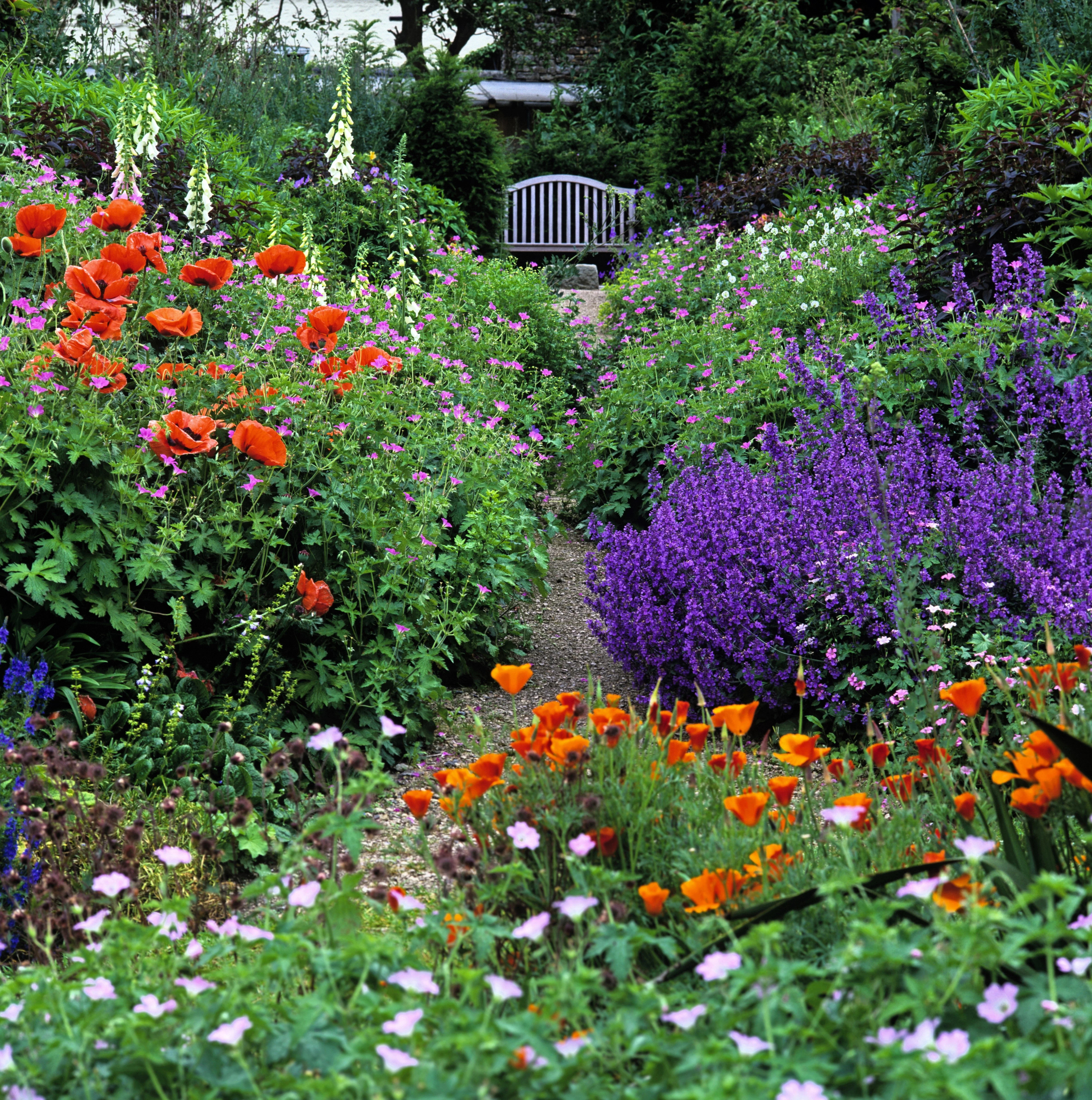 50 BLUE CATMINT Nepeta Mussinii Herb Flower Seeds - Image 3