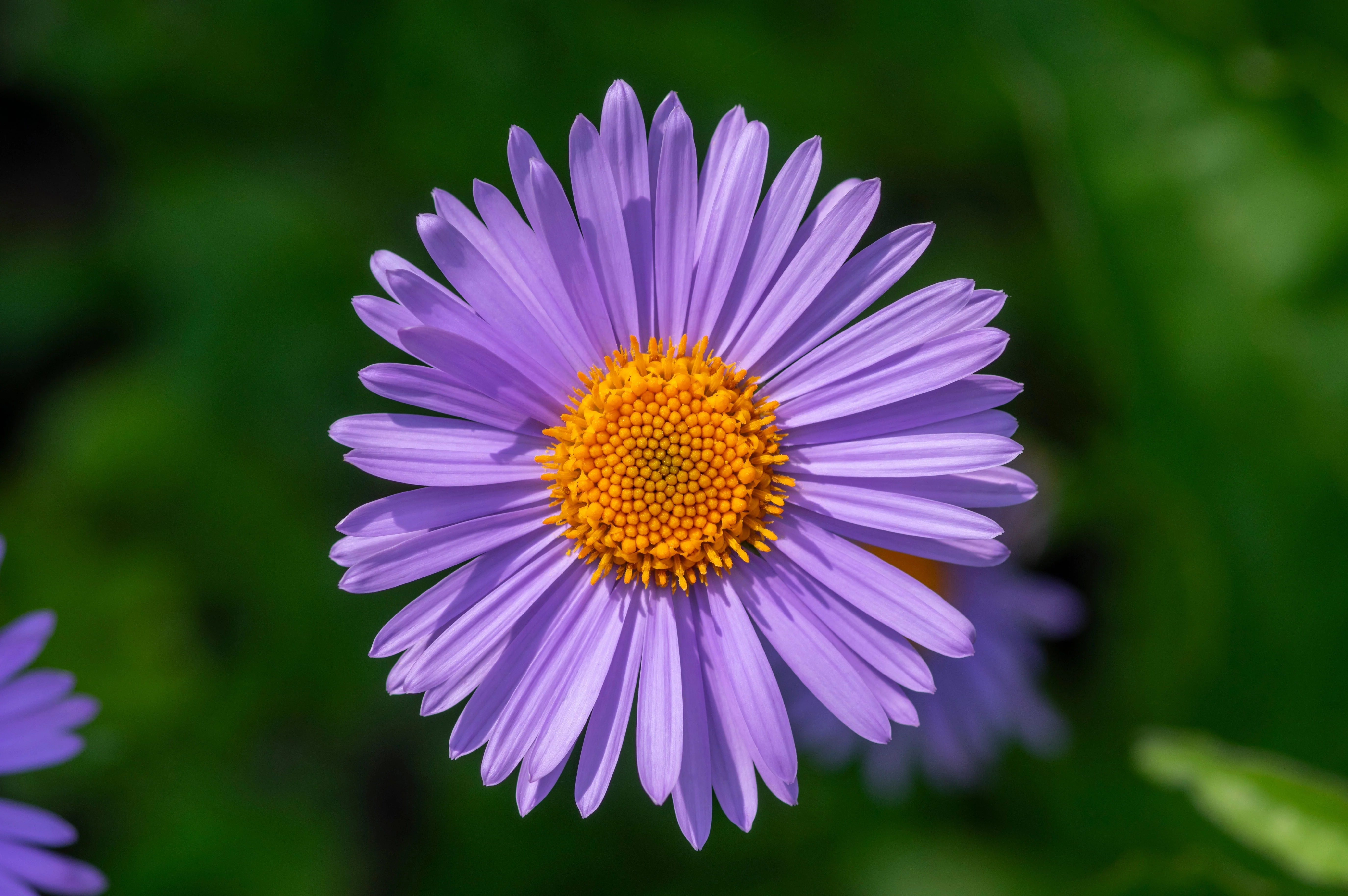 50 Blue EAST INDIES ASTER Tongolensis Flower Seeds - Image 7