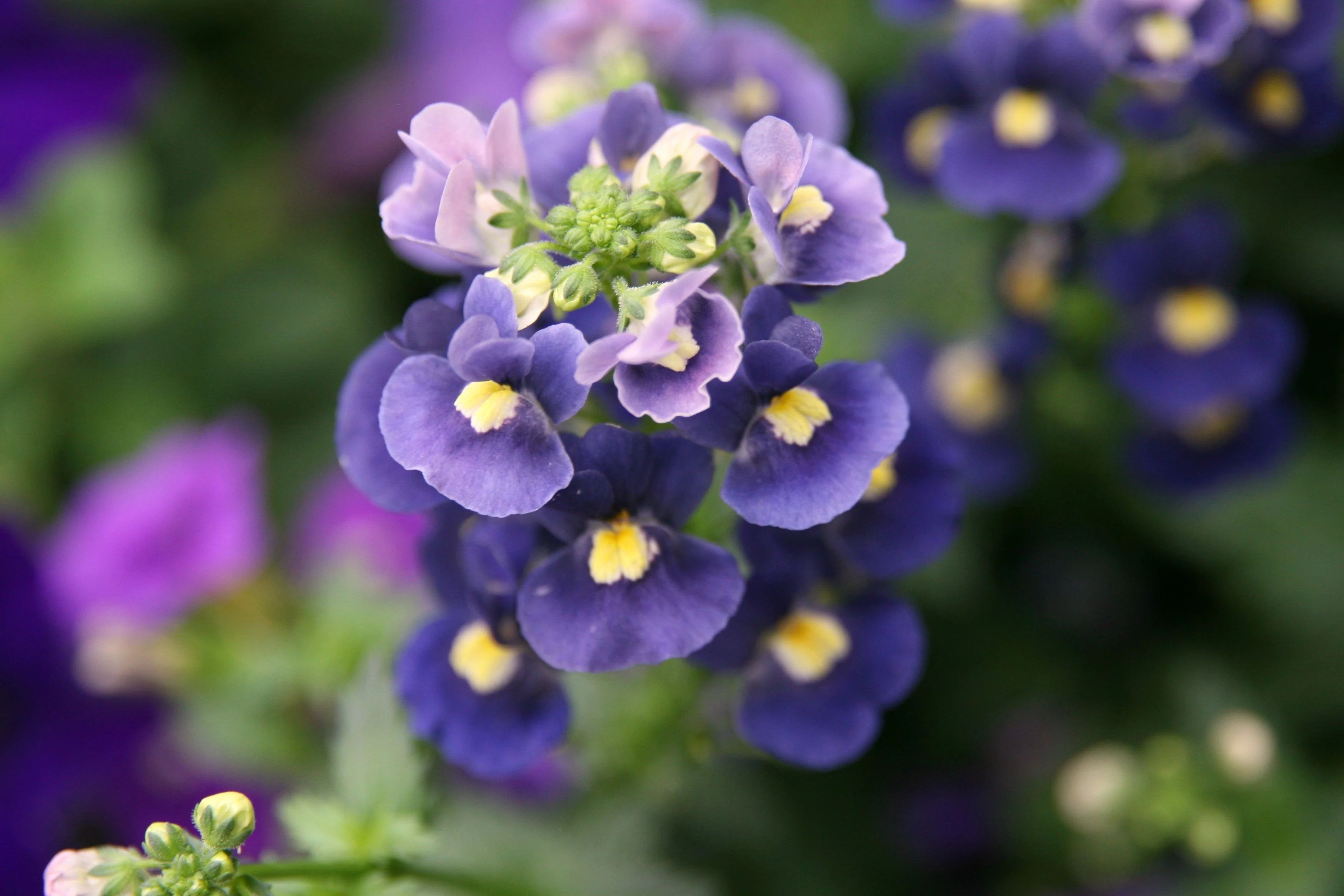 50 BLUE GEM NEMESIA Strumosa Flower Seeds - Image 3