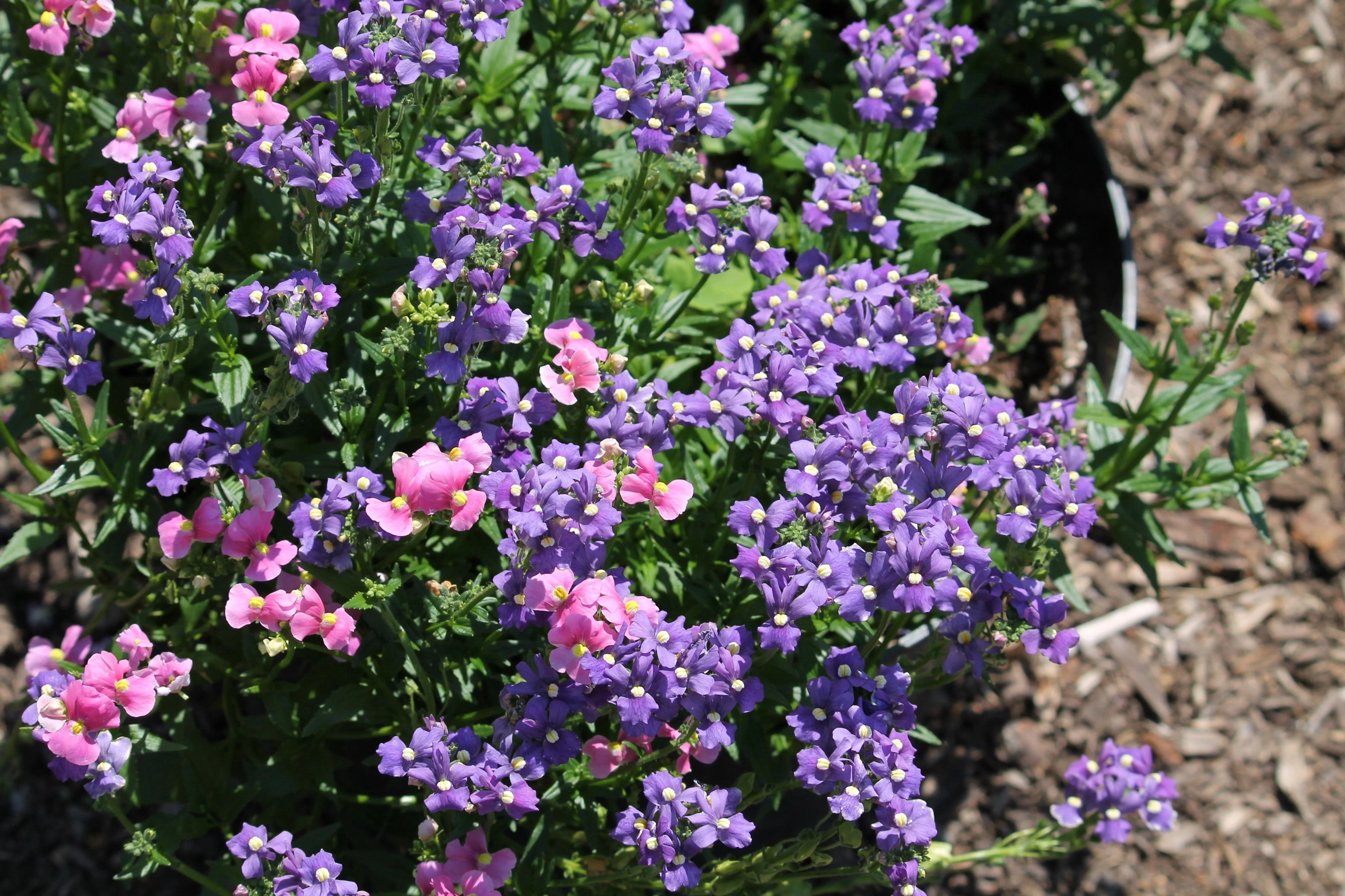 50 BLUE GEM NEMESIA Strumosa Flower Seeds - Image 6