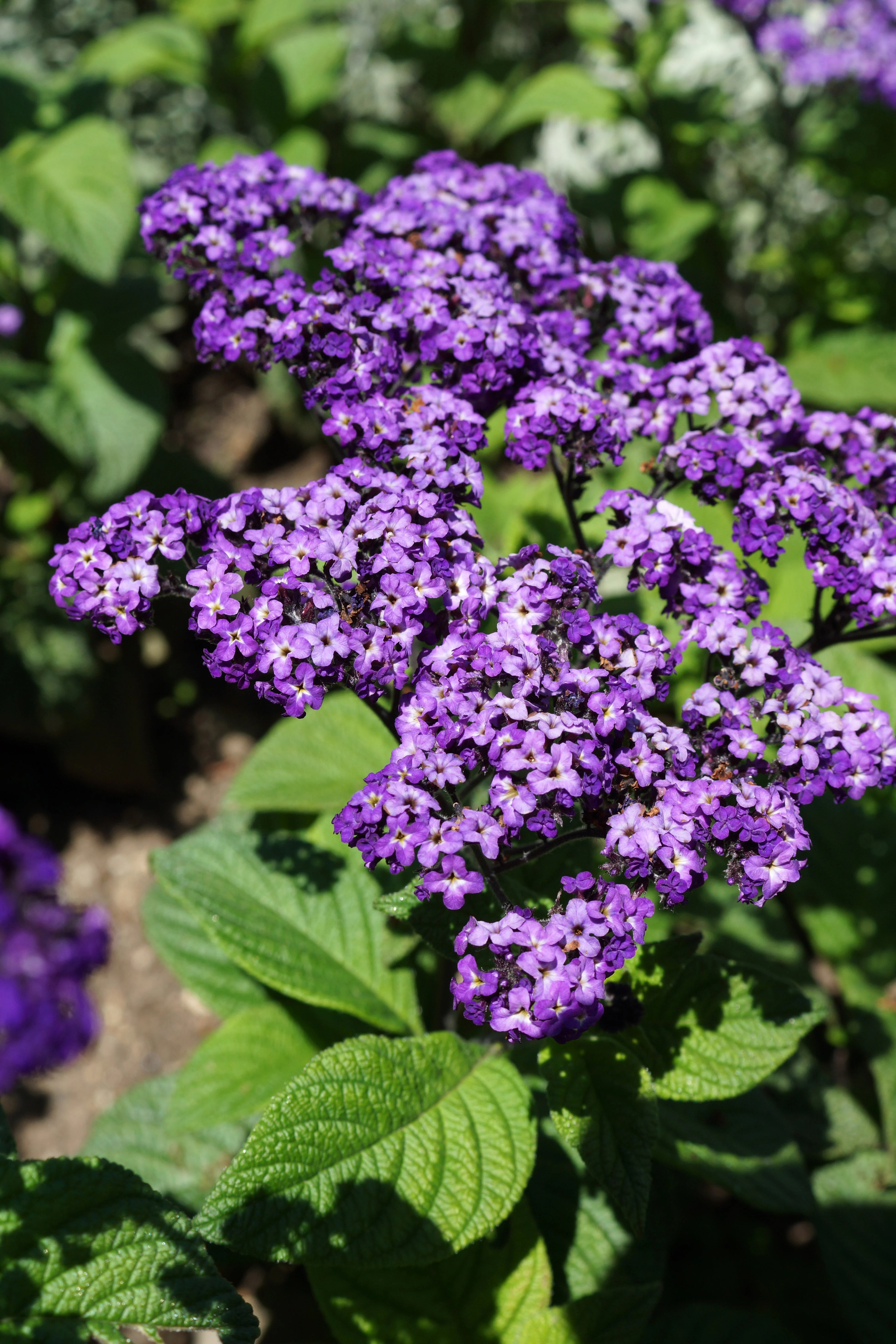 50 Blue MARINE HELIOTROPE Heliotropium Arborescens Flower Seeds - Image 10