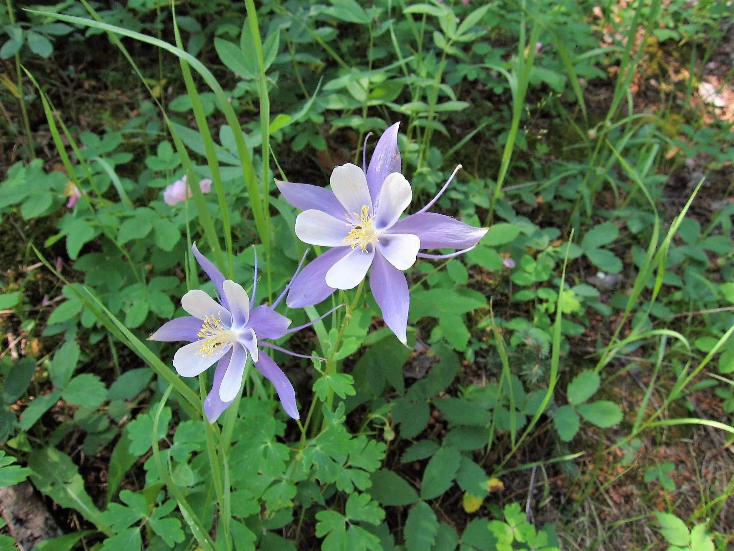 50 Blue ROCKY MOUNTAIN COLUMBINE Aquilegia Caerulea Flower Seeds - Image 4