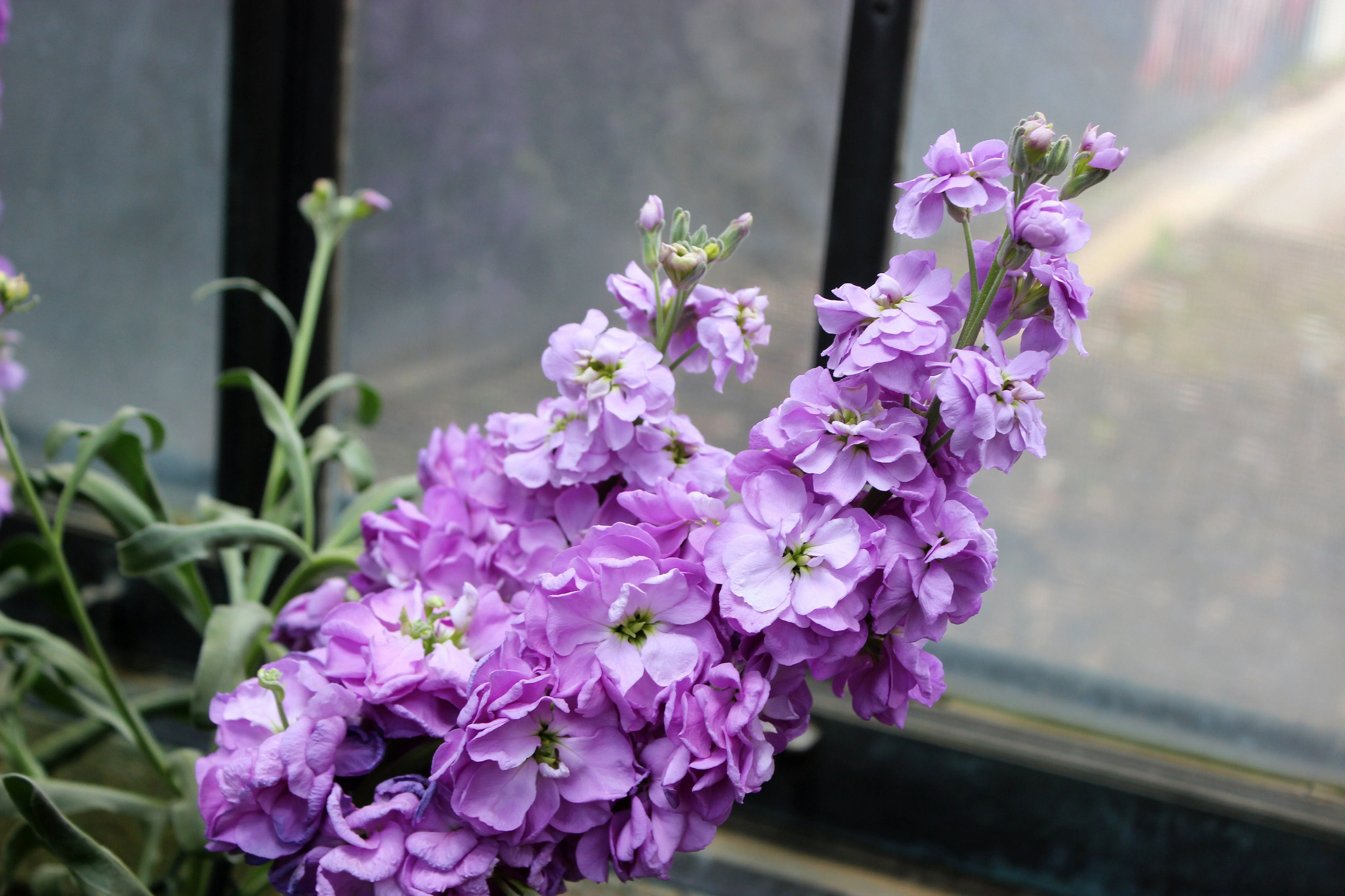 50 BLUE STOCK Matthiola Incana Ten-Week Gillyflower Seeds - Image 4