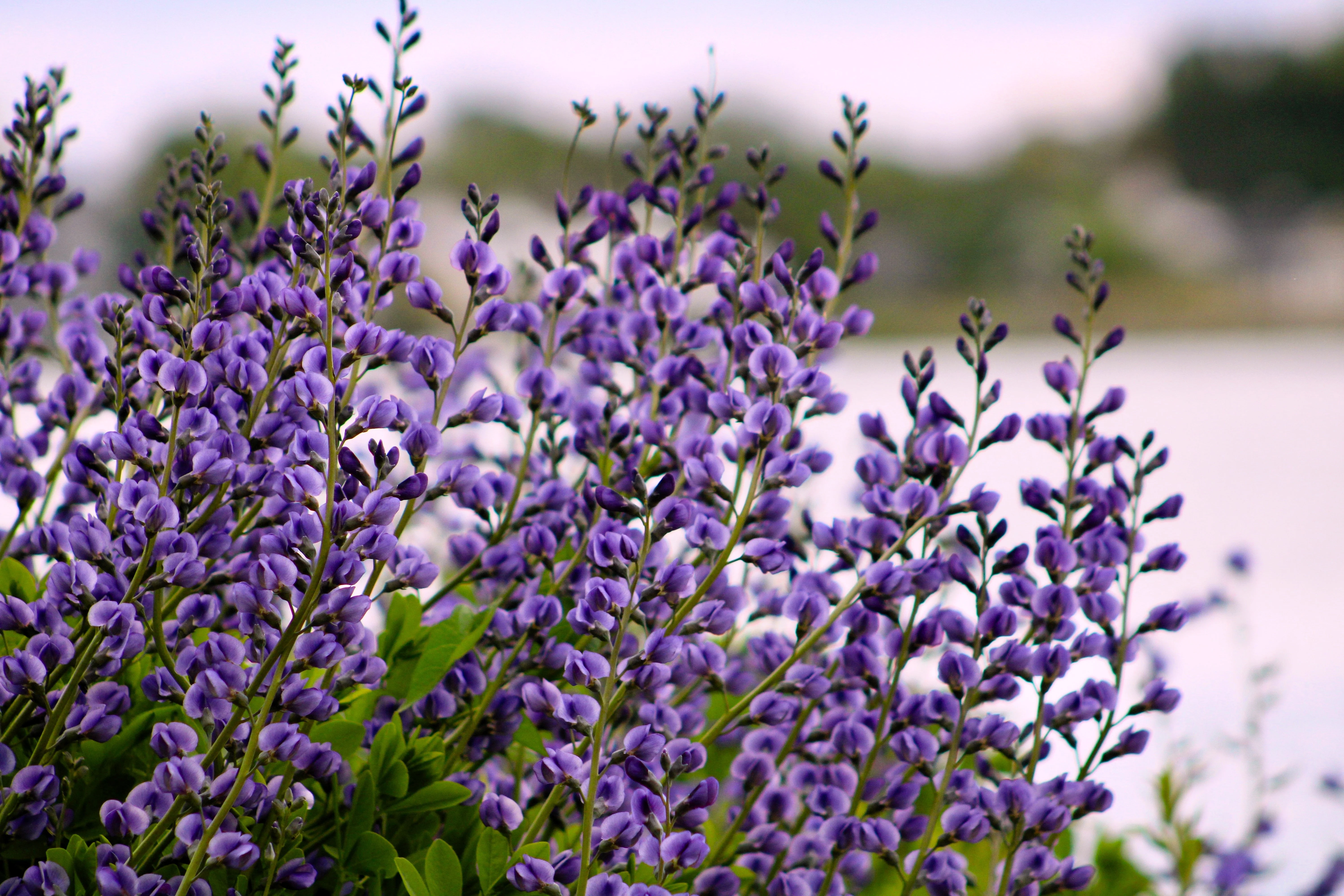 50 BLUE WILD INDIGO (False Indigo) Baptisia Australis Flower Seeds - Image 4