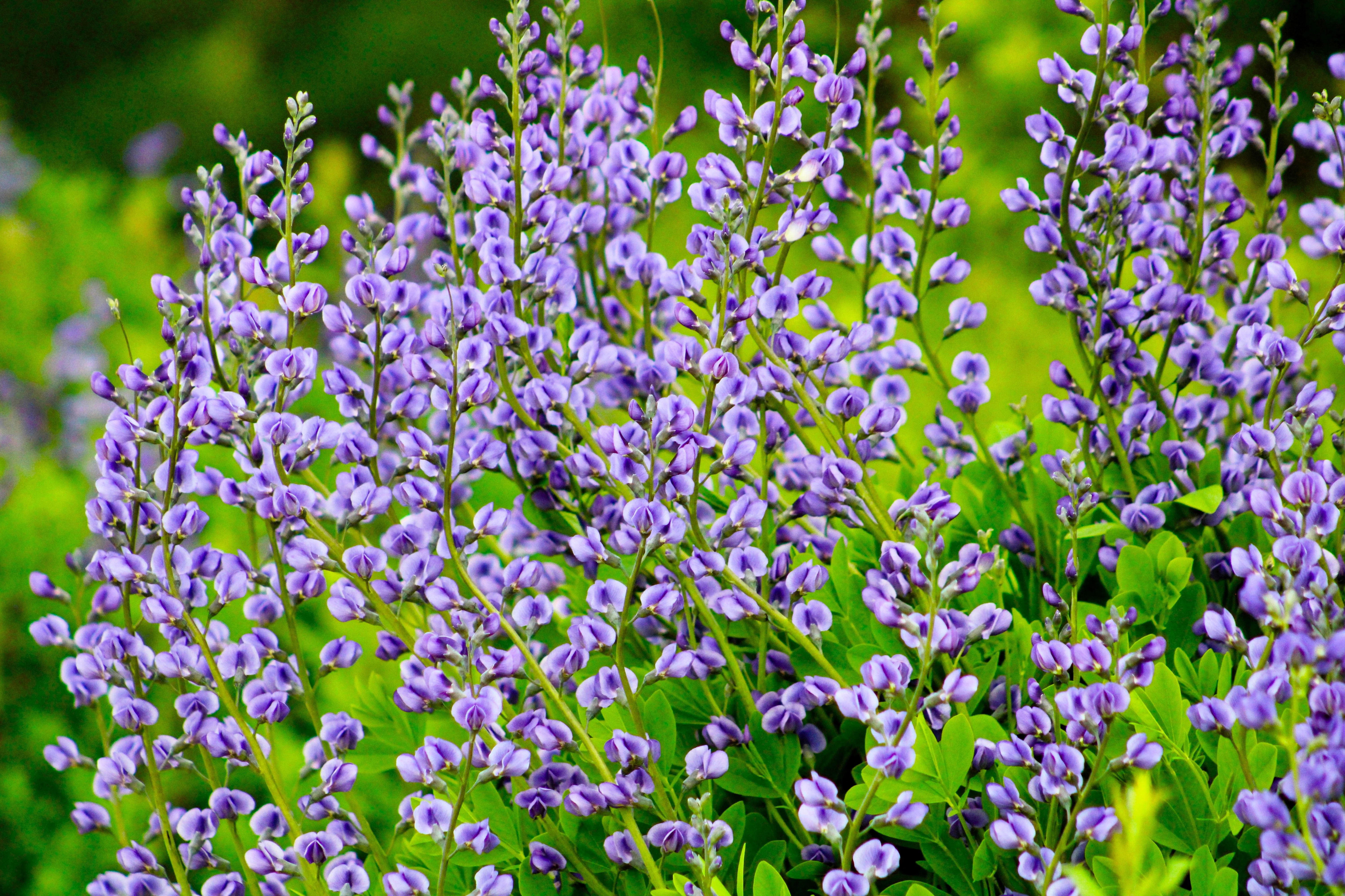 50 BLUE WILD INDIGO (False Indigo) Baptisia Australis Flower Seeds - Image 9