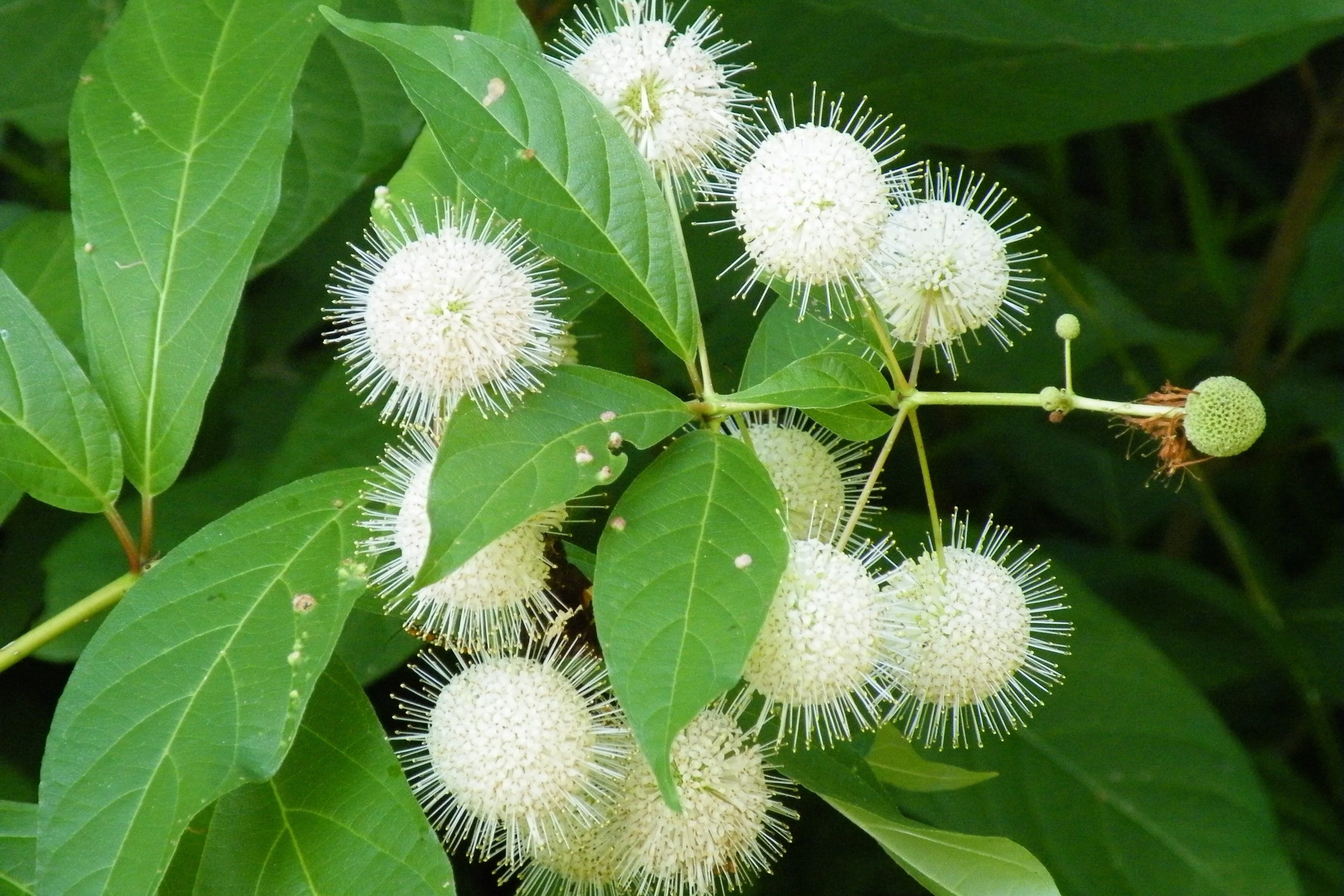 50 BUTTONBUSH / HONEYBALL Cephalanthus Occidentalis White Hummingbird Flower Bush Shrub Seeds - Image 2