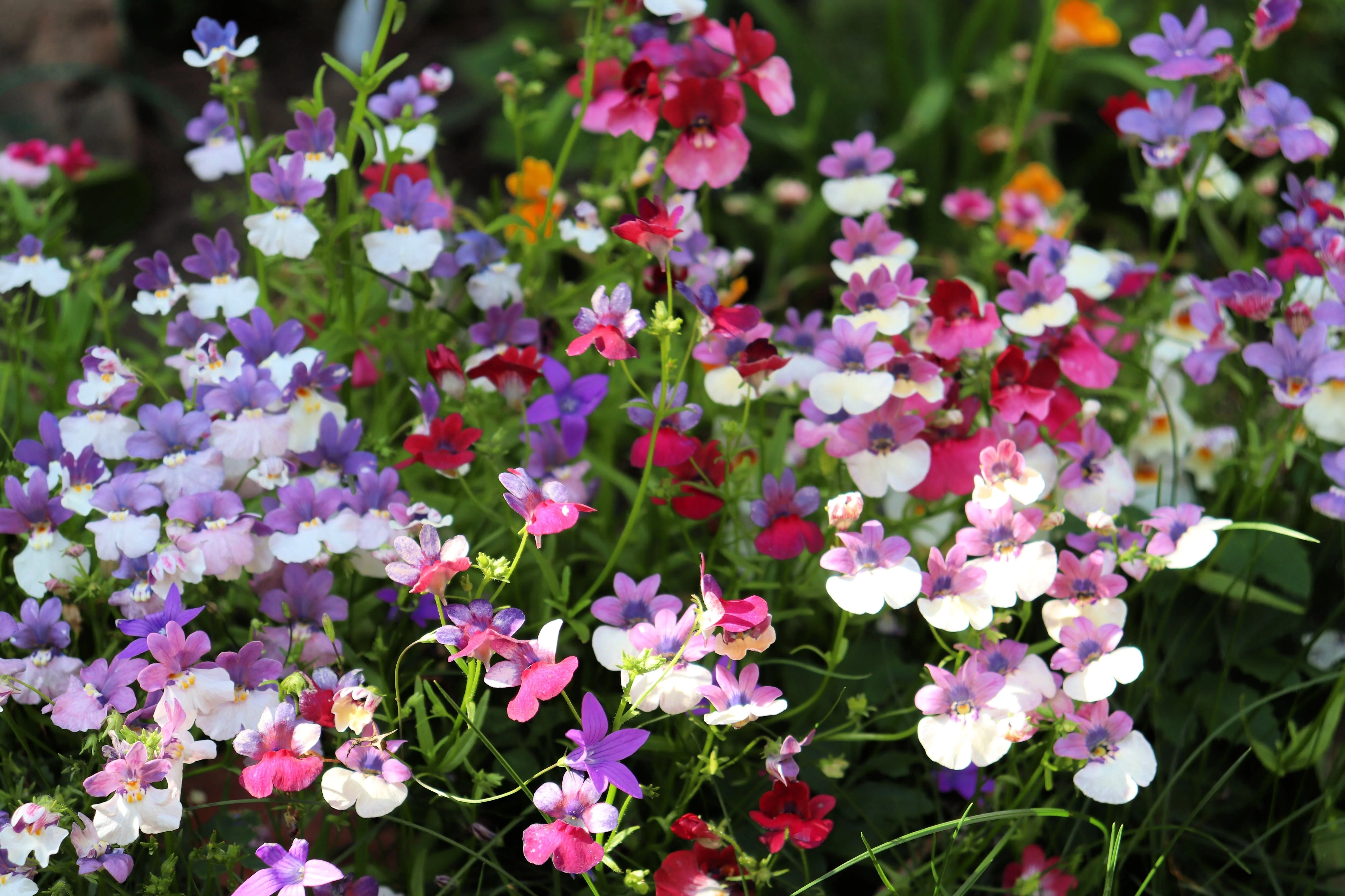 50 CARNIVAL MIX NEMESIA Strumosa Mixed Colors Flower Seeds - Image 5