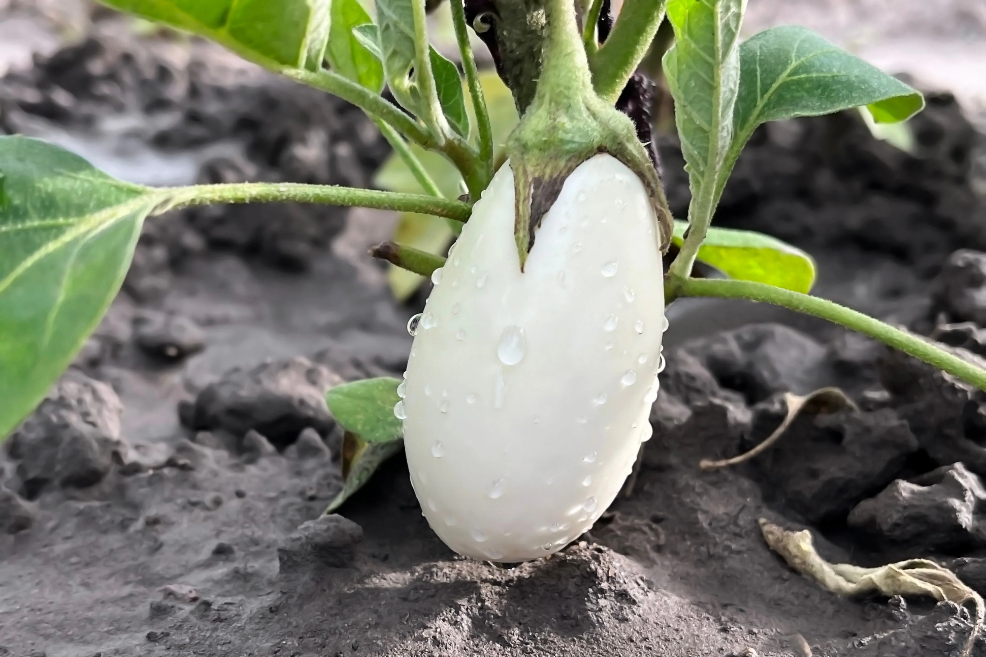 50 CASPER WHITE EGGPLANT Solanum Melongena Fruit / Vegetable Seeds - Image 8