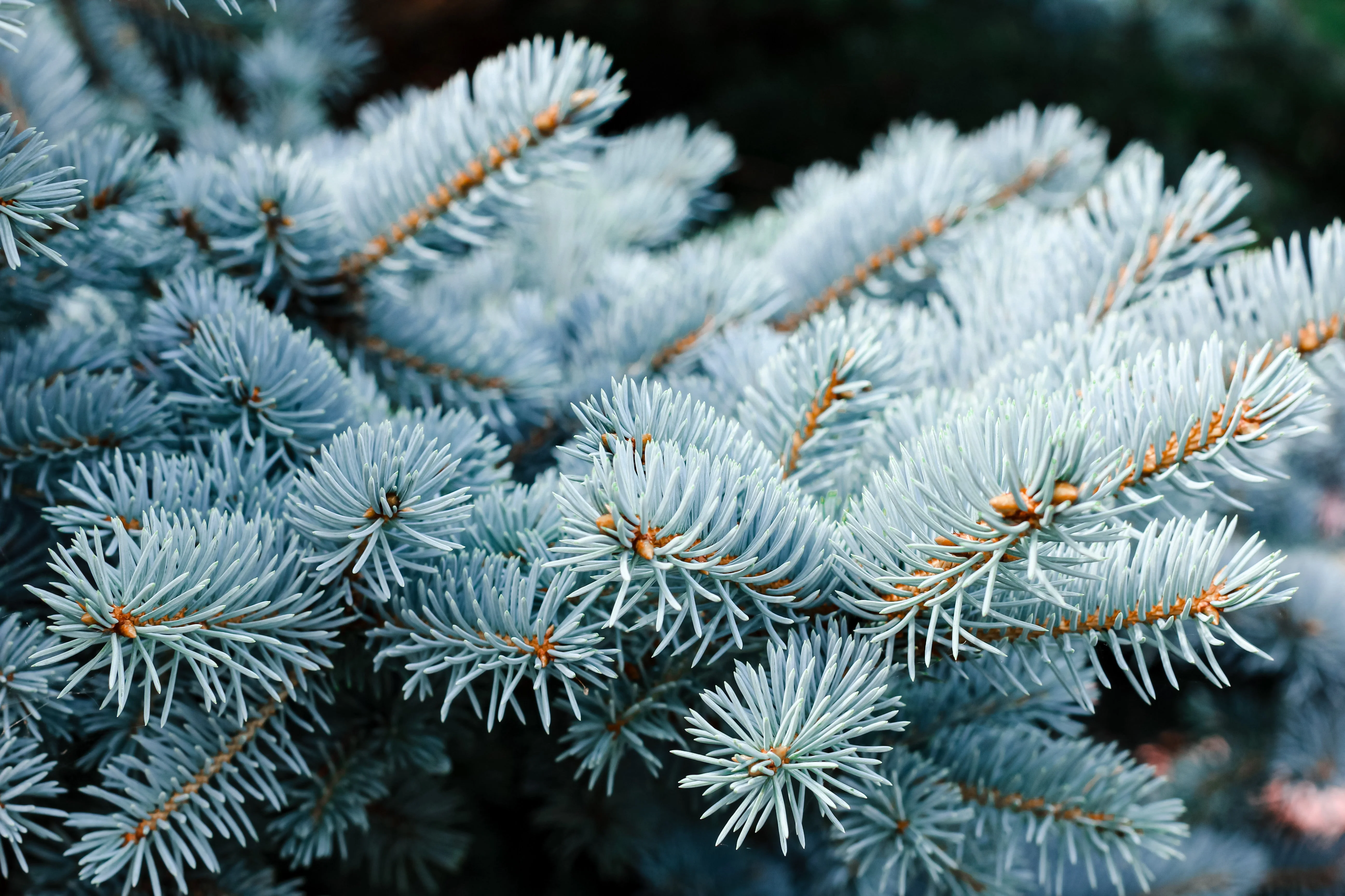 50 Colorado BLUE SPRUCE Tree Picea Pungens Glauca Christmas Tree White Silver Spruce Evergreen Seeds - Image 8