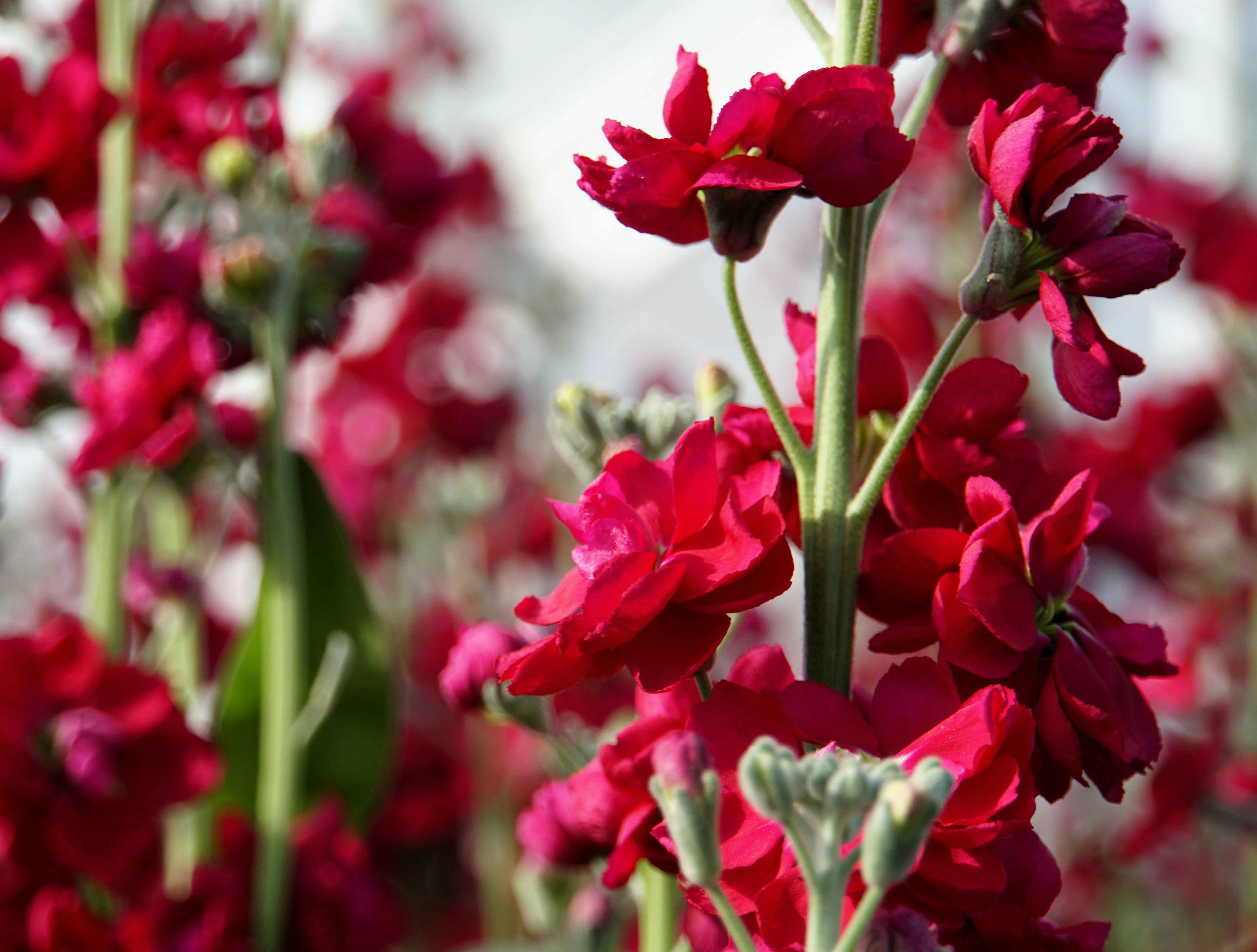 50 Crimson RED STOCK Matthiola Incana Ten-Week Gillyflower Seeds - Image 7