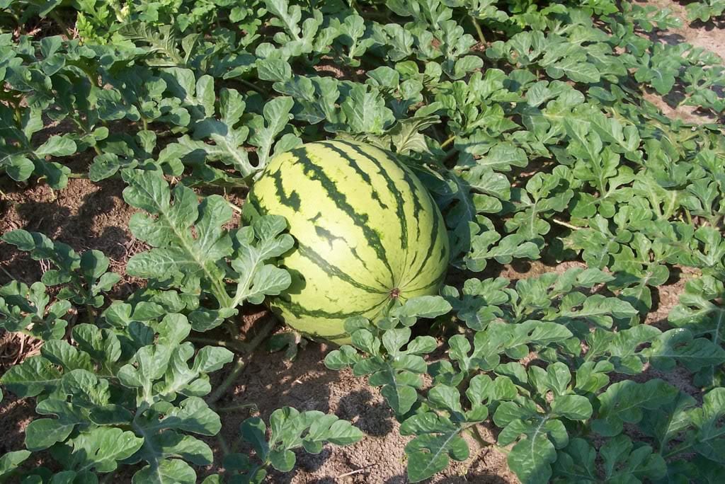 50 DIXIE QUEEN WATERMELON White & Red Citrullus Lanatus Melon Fruit Vine Seeds - Image 3