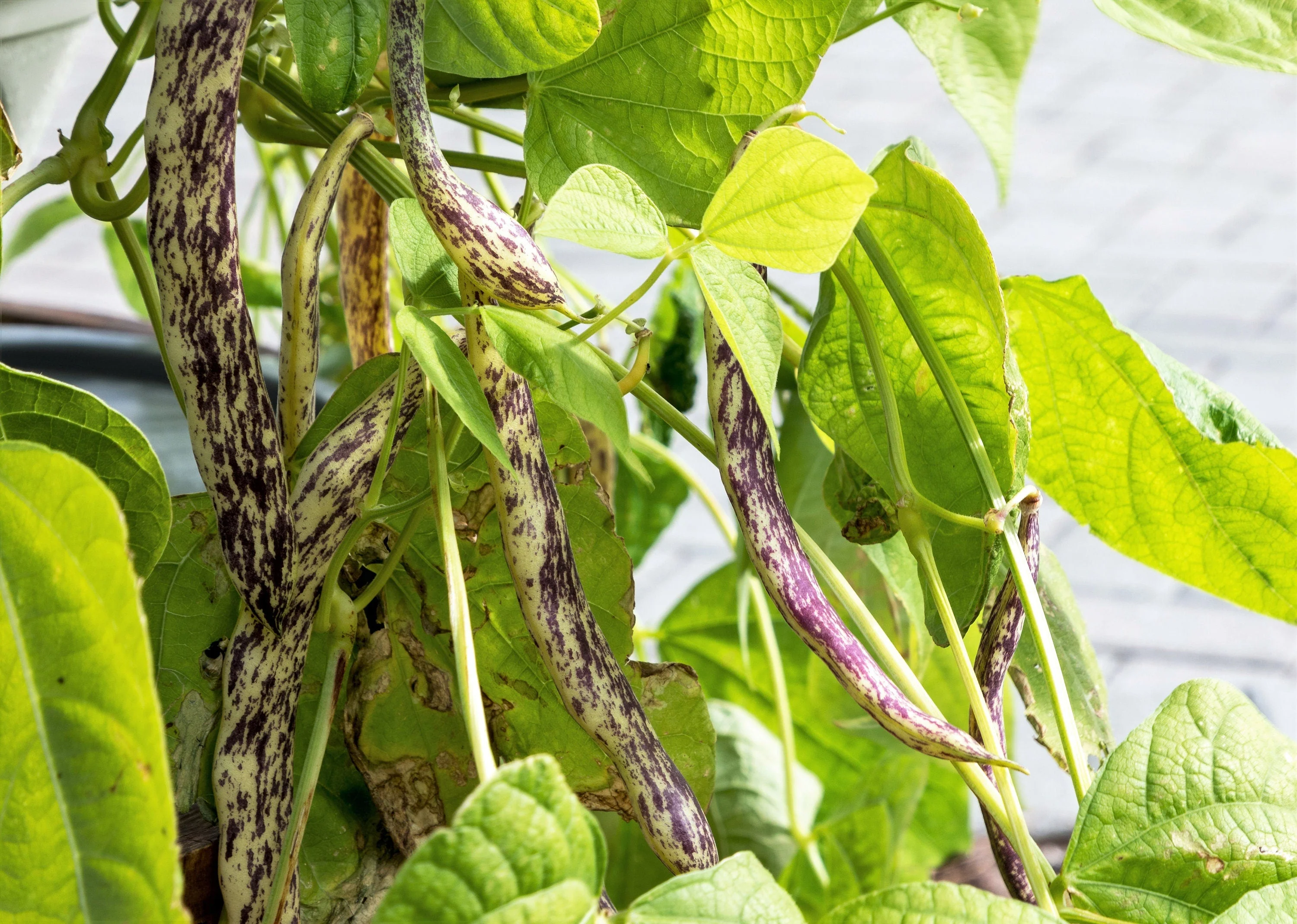 50 DRAGON TONGUE Wax BEAN Yellow & Purple Dragon's Tongue Phaseolus Vulgaris Legume Vegetable Seeds - Image 6