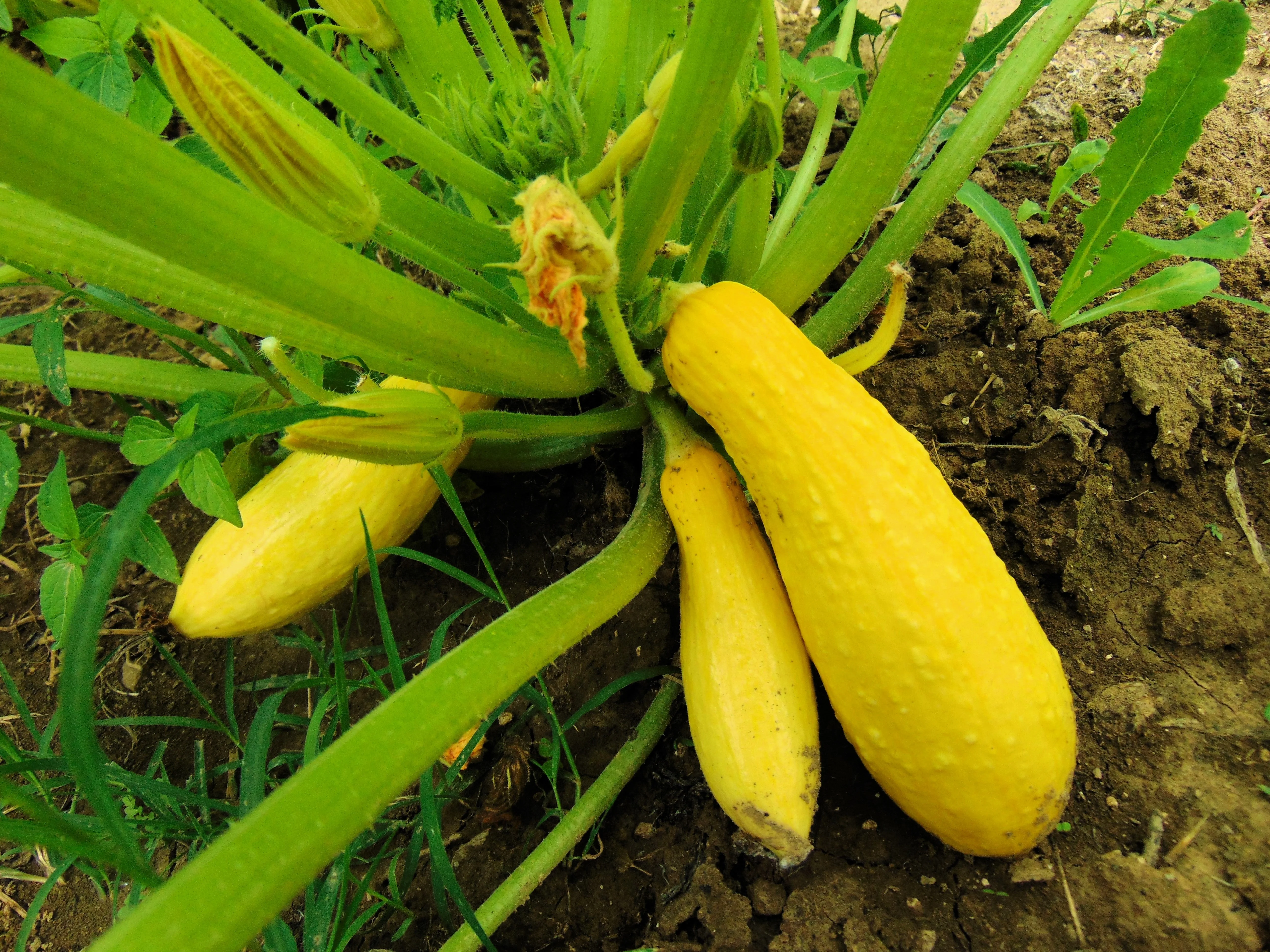 50 Early PROLIFIC STRAIGHTNECK SQUASH Yellow Summer Bush Heirloom Seeds - Image 2