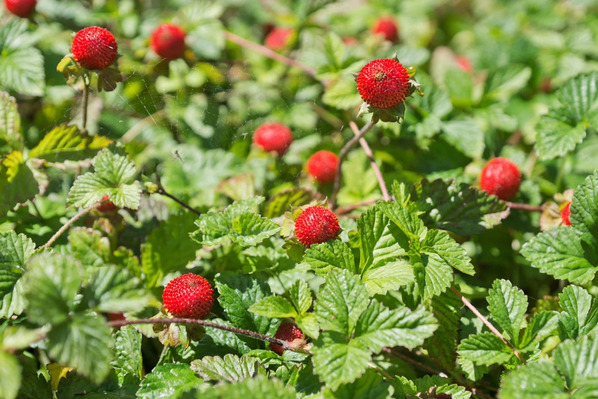 50 Edible Red MOCK STRAWBERRY Potentilla Indica Duchesnea Fruit Berry Seeds - Image 3