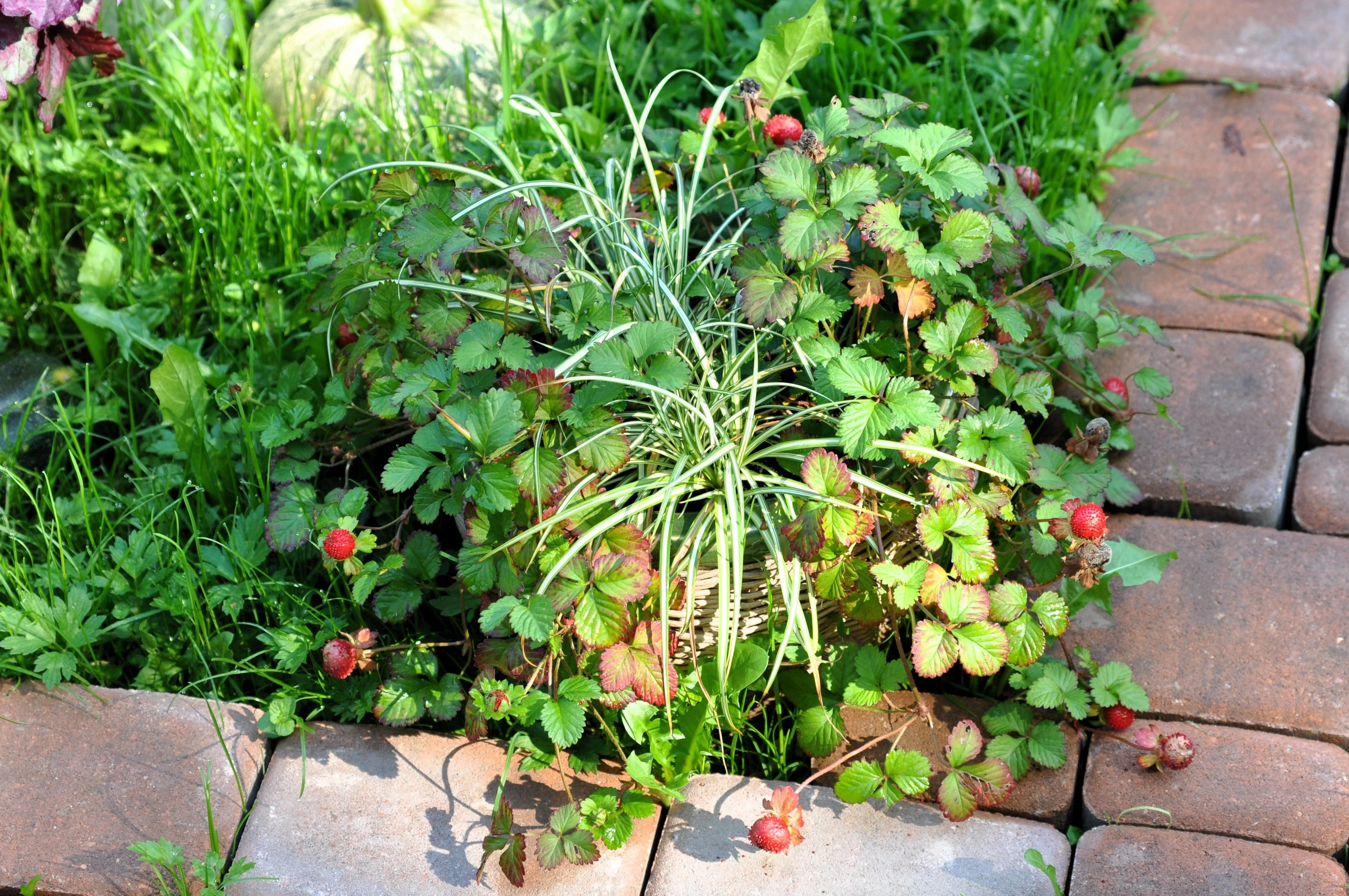 50 Edible Red MOCK STRAWBERRY Potentilla Indica Duchesnea Fruit Berry Seeds - Image 4