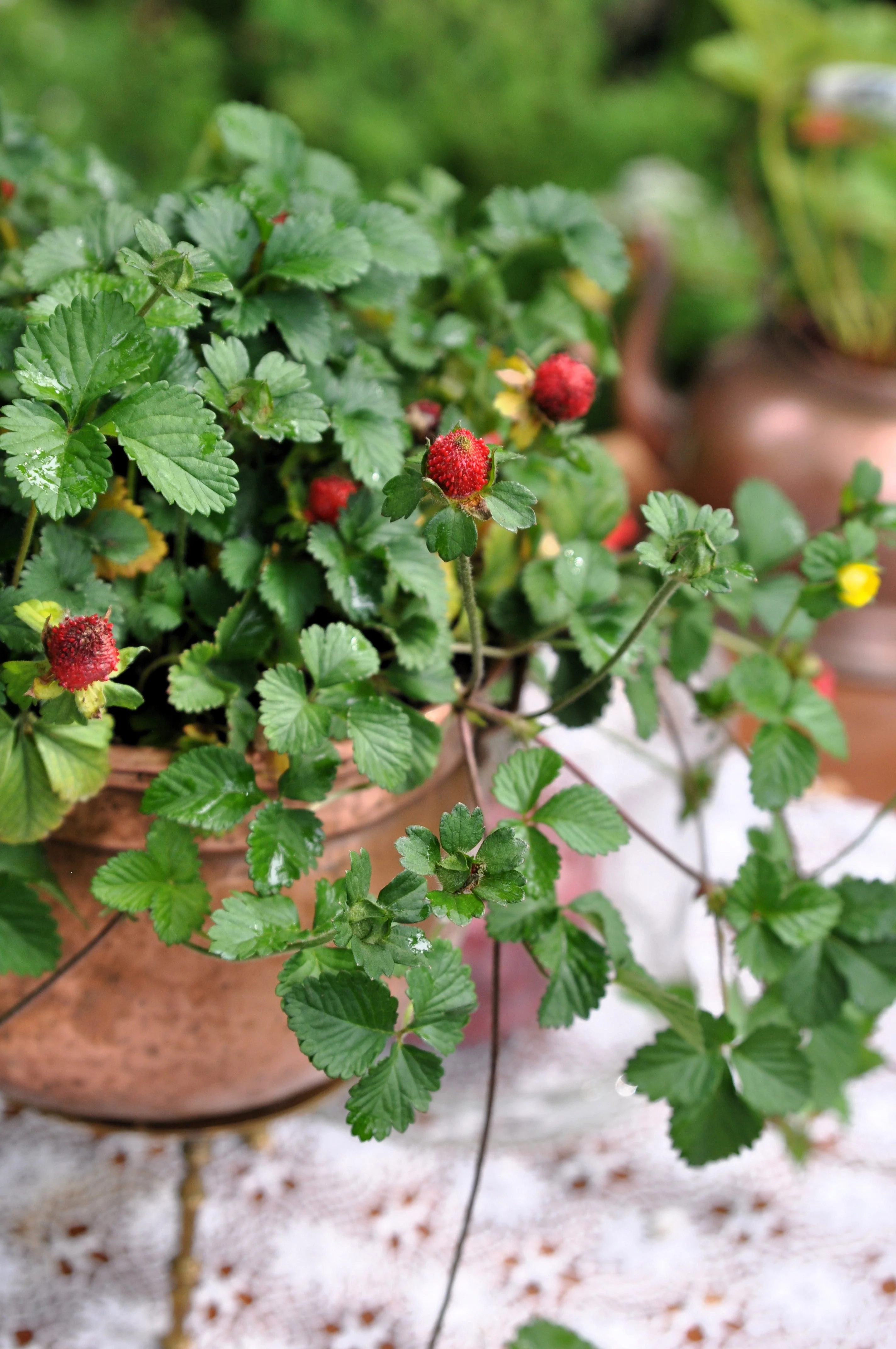 50 Edible Red MOCK STRAWBERRY Potentilla Indica Duchesnea Fruit Berry Seeds - Image 7