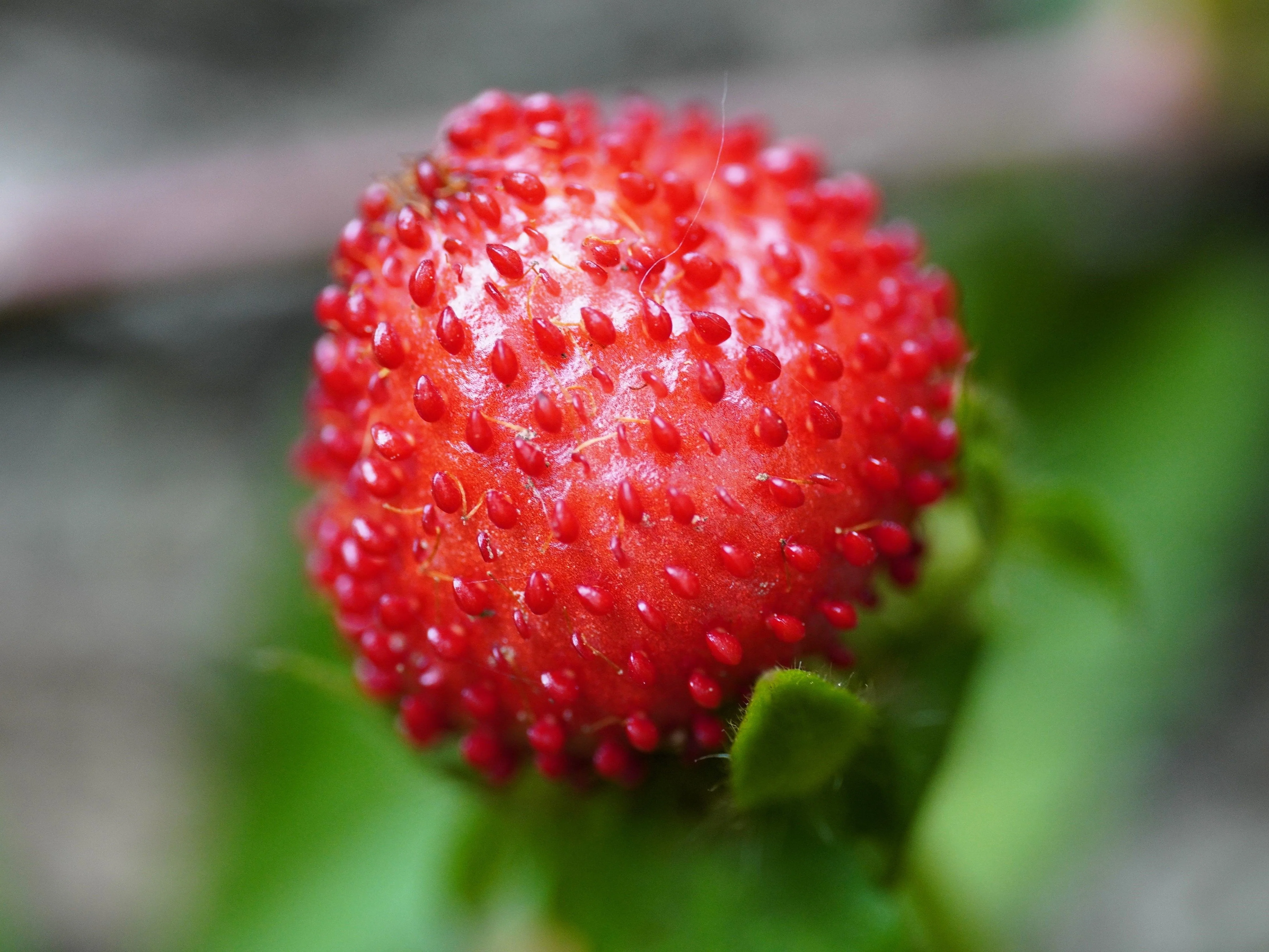 50 Edible Red MOCK STRAWBERRY Potentilla Indica Duchesnea Fruit Berry Seeds - Image 9