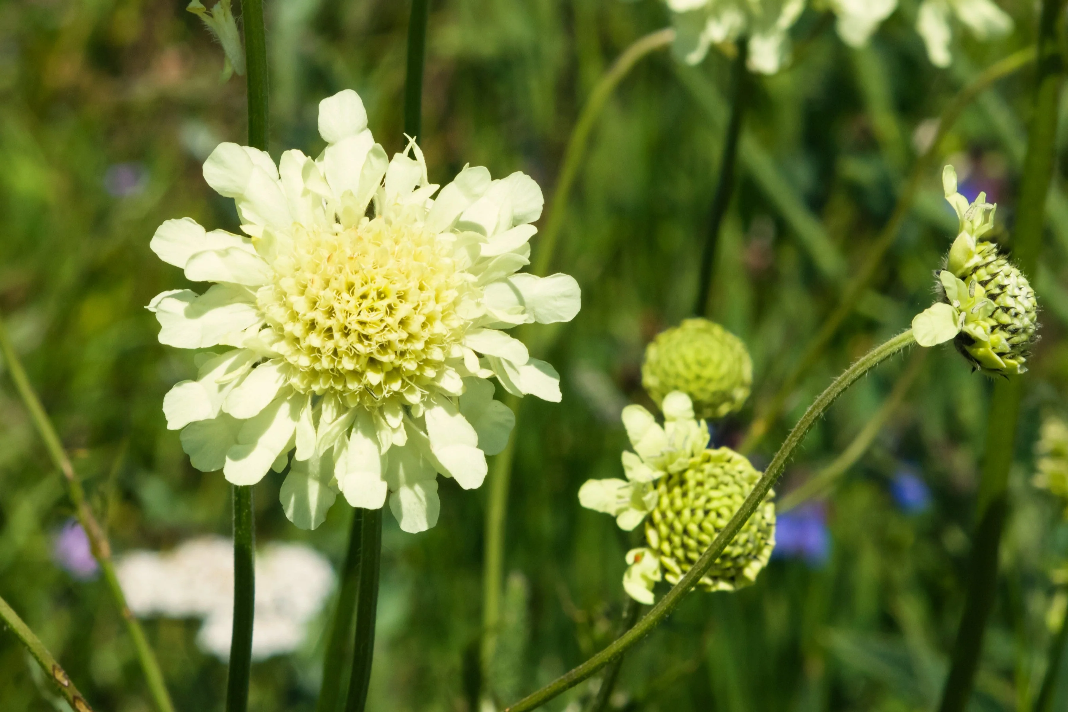 50 FINEST MIXED Colors SCABIOSA (Mourning Bride / Pin Cushion) Scabiosa Atropurpurea Flower Seeds - Image 13