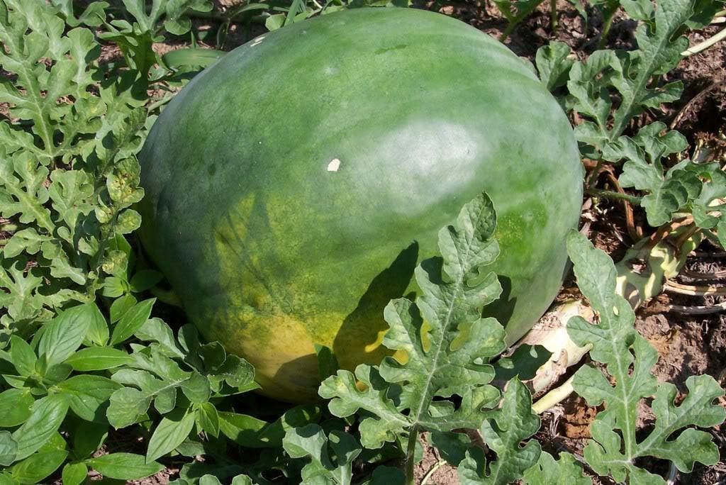 50 FLORIDA GIANT WATERMELON Cannon Ball Black Diamond Citrullus Fruit Seeds - Image 2