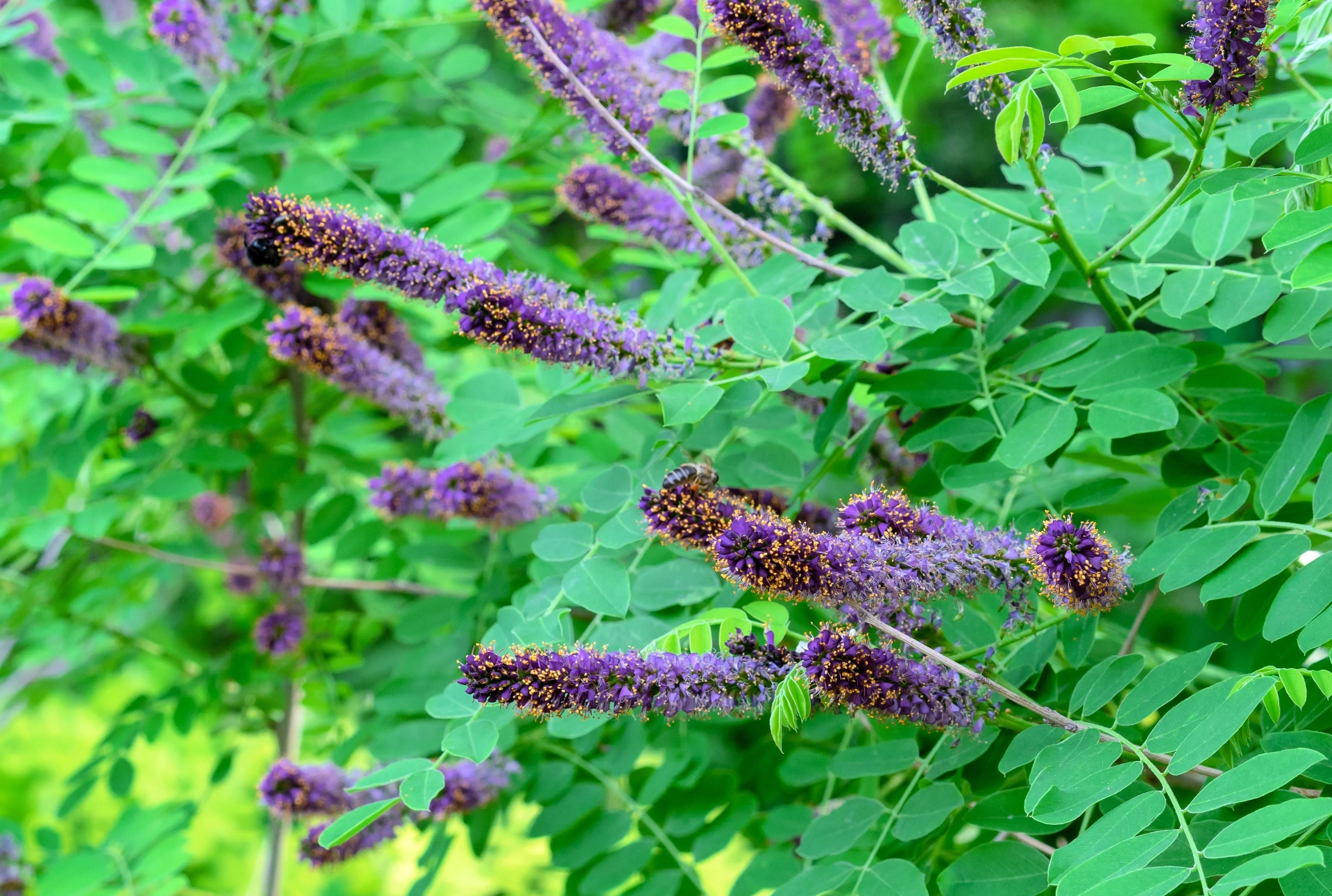 50 FRAGRANT FALSE INDIGO (Dwarf Wild Indigo) Amorpha Nana Flower Seeds - Image 6