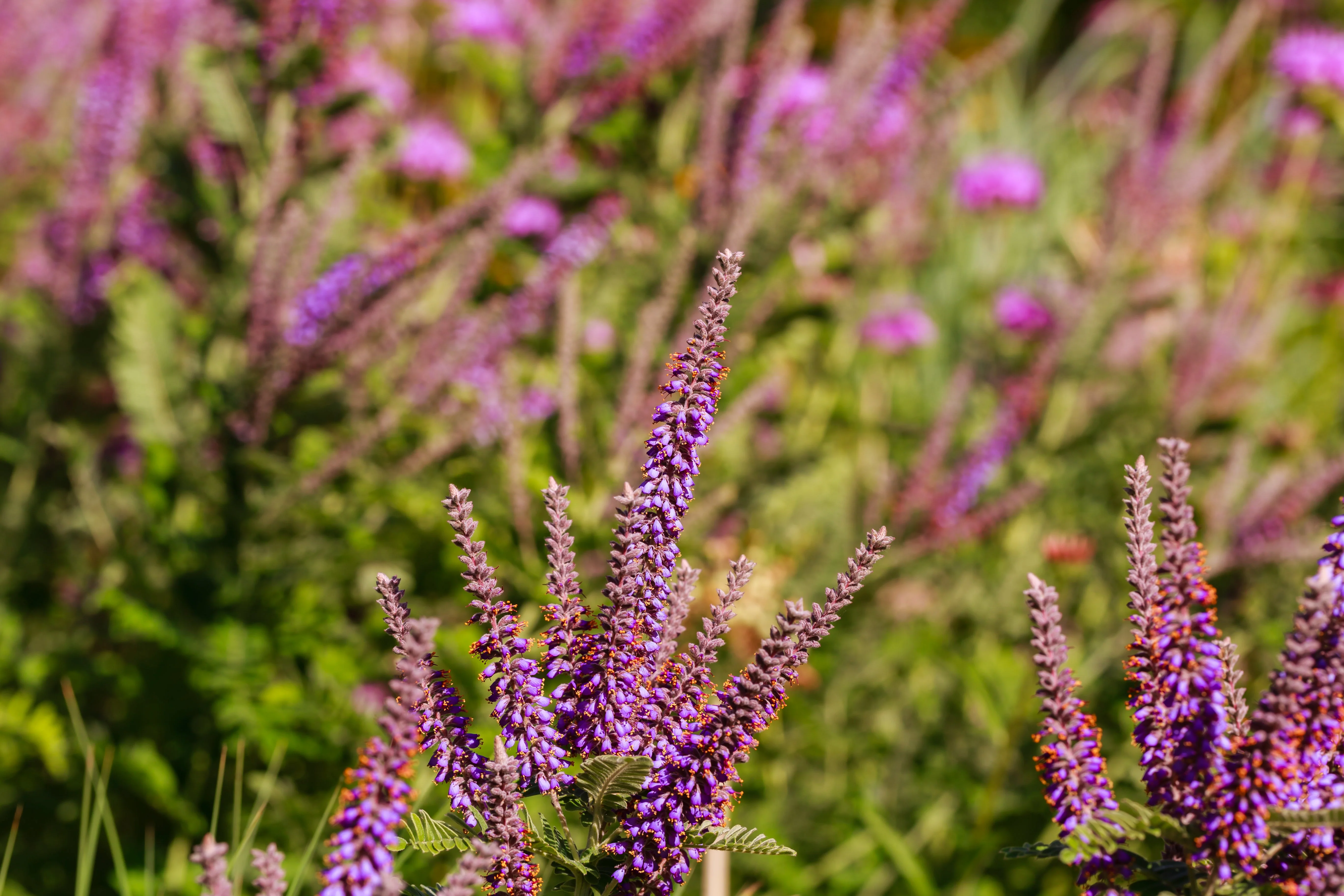 50 FRAGRANT FALSE INDIGO (Dwarf Wild Indigo) Amorpha Nana Flower Seeds - Image 8