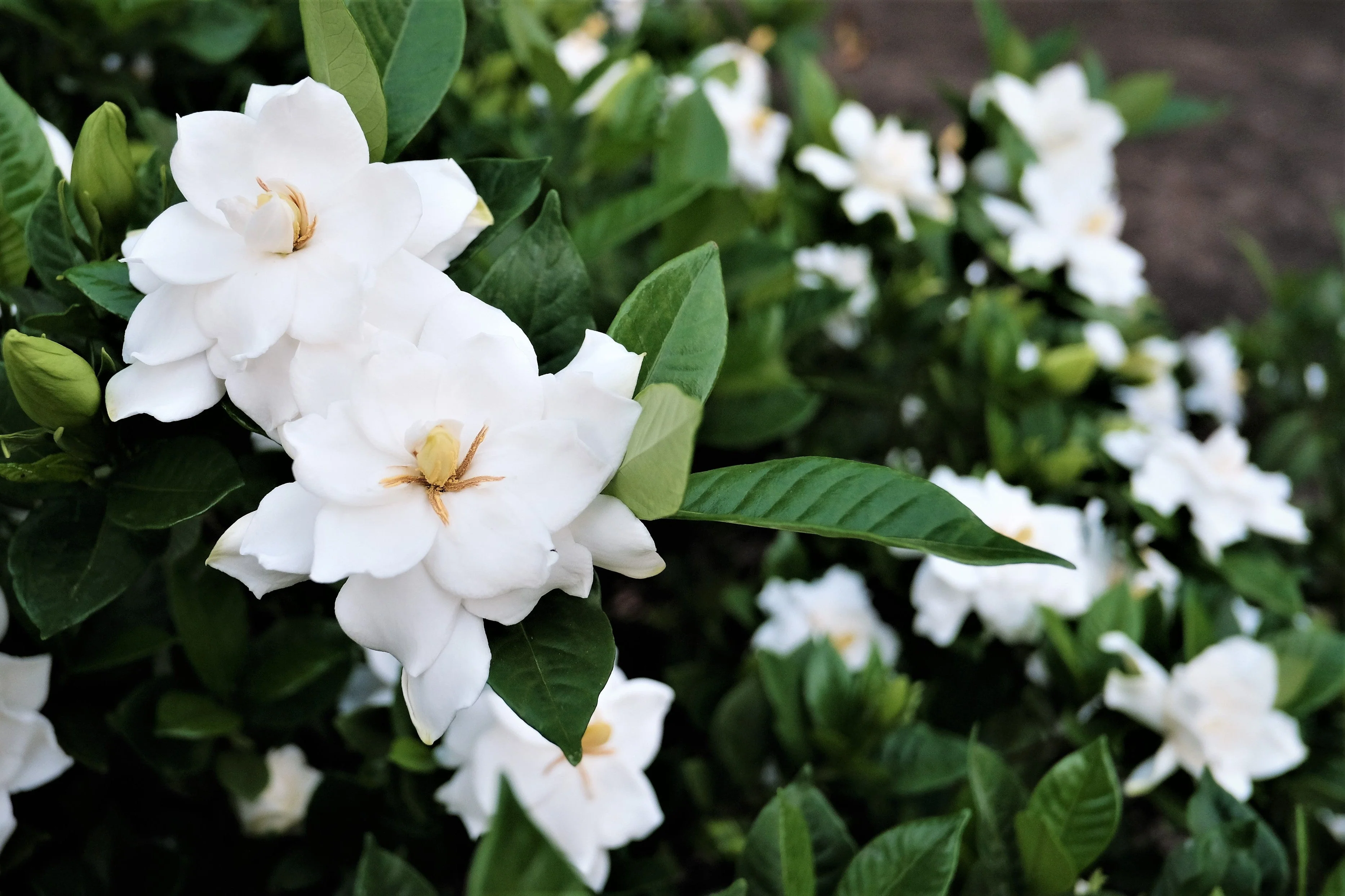 50 GARDENIA Jasminoides / CAPE JASMINE Fragrant White Shrub Houseplant Flower Seeds - Image 7