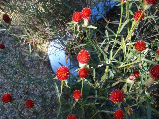 50 GLOBE AMARANTH MIX Gomphrena Globosa Mixed Colors Amaranthus Flower Seeds - Image 3
