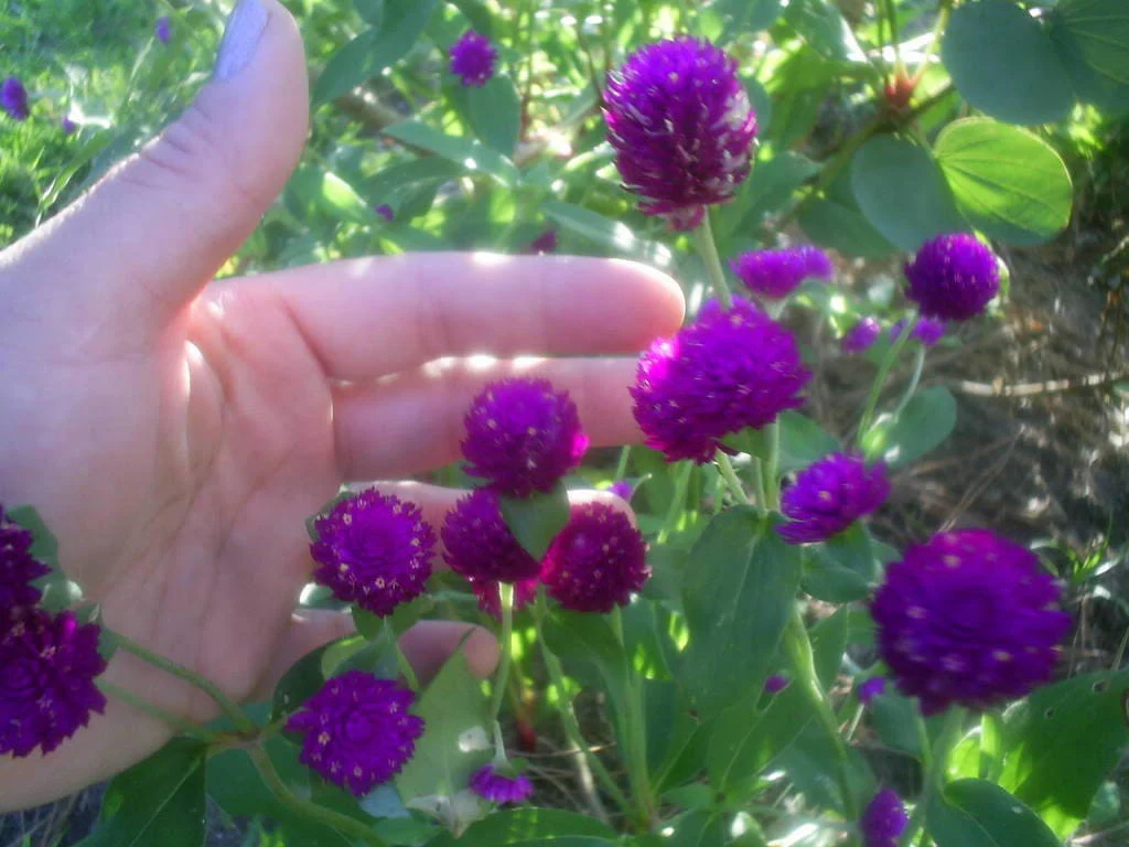 50 GLOBE AMARANTH MIX Gomphrena Globosa Mixed Colors Amaranthus Flower Seeds - Image 4