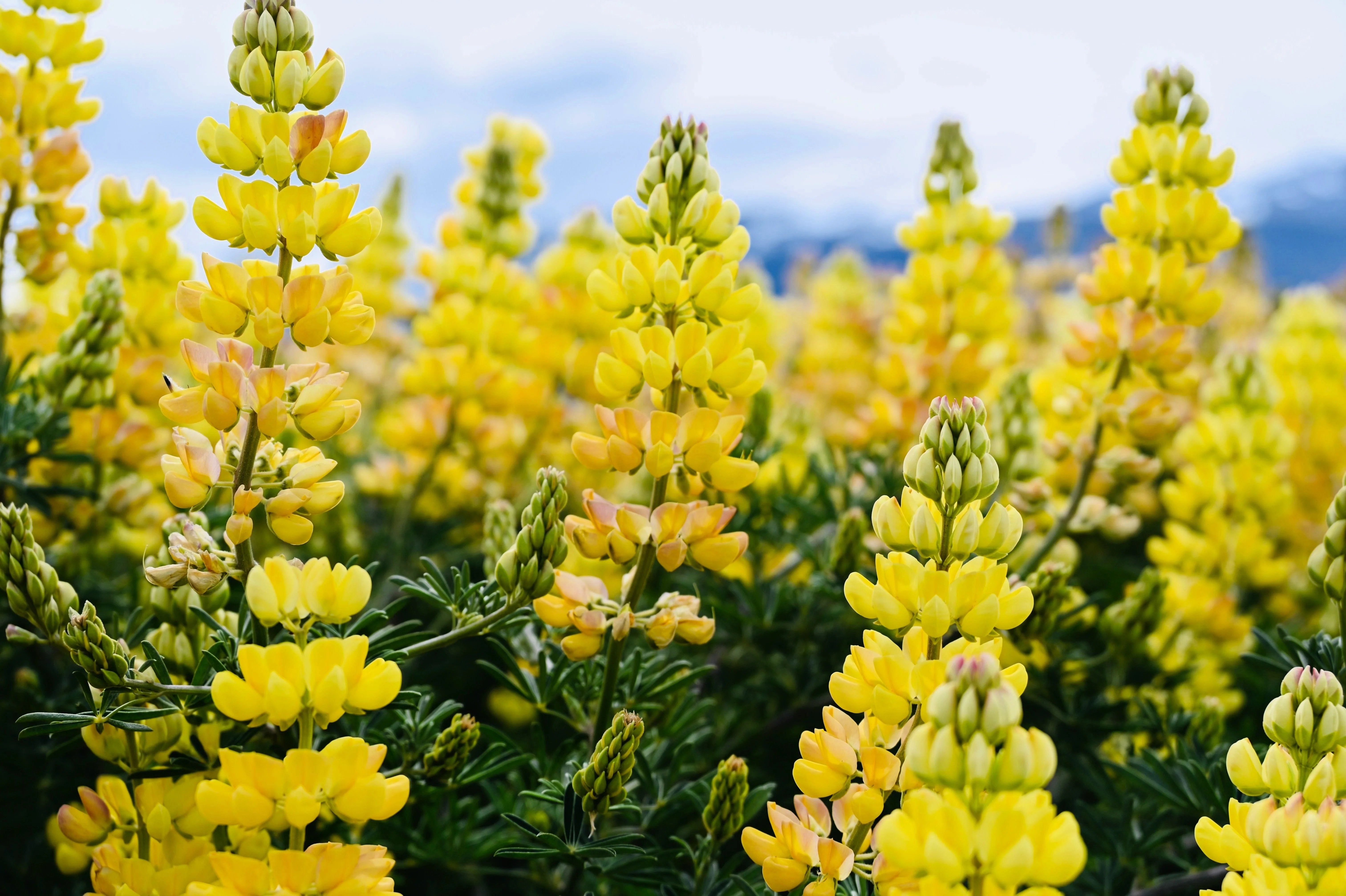 50 GOLDEN LUPINE Lupinus Densiflorus Yellow Hummingbird Flower Seeds - Image 3