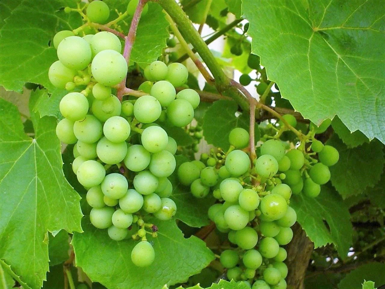 50 GREEN (Dessert / Table) GRAPE Vitis Vinifera Fruit Vine Seeds - Image 7