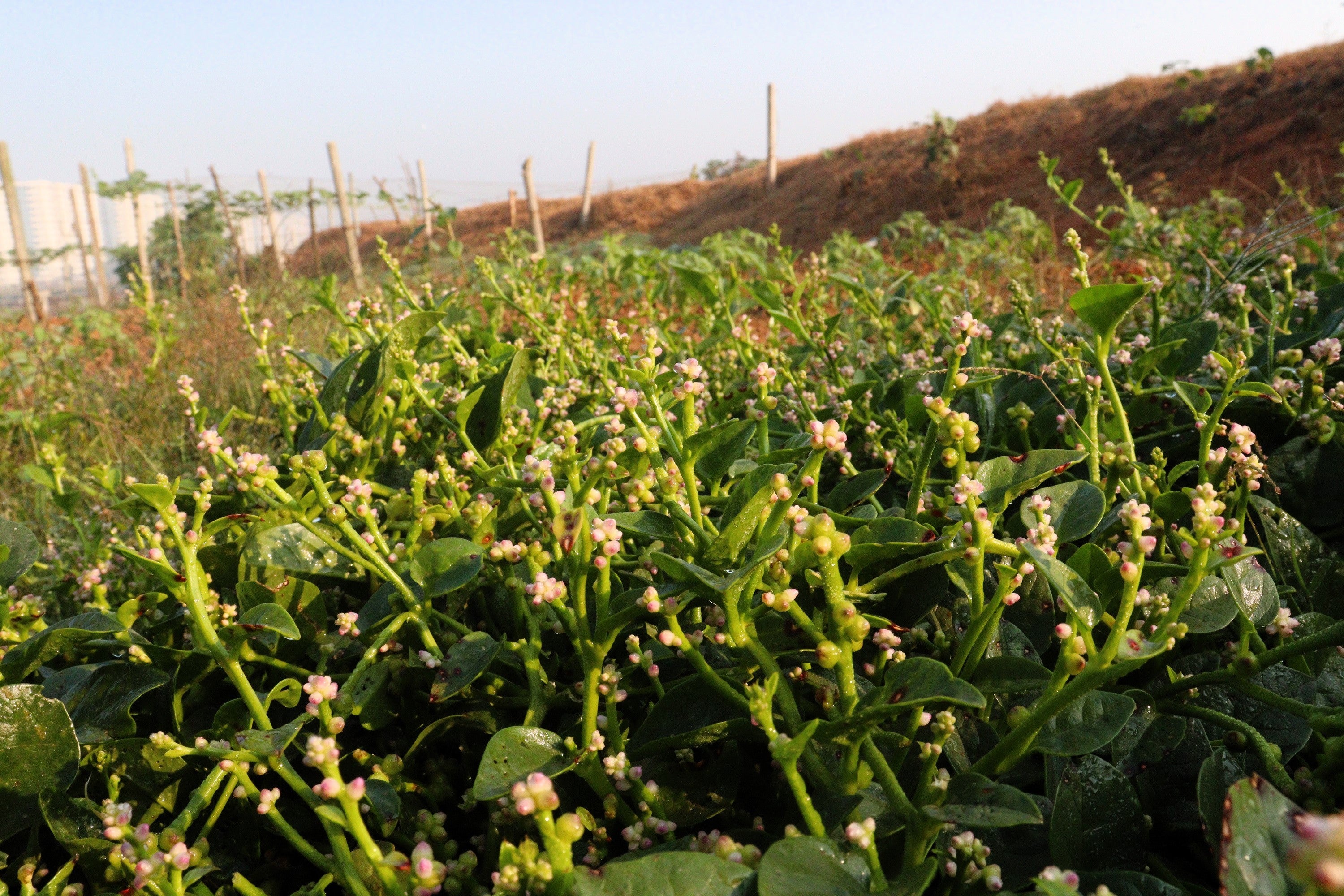 50 GREEN VINES SUPREME MALABAR SPINACH Ceylon Basella Alba Vegetable Seeds - Image 4