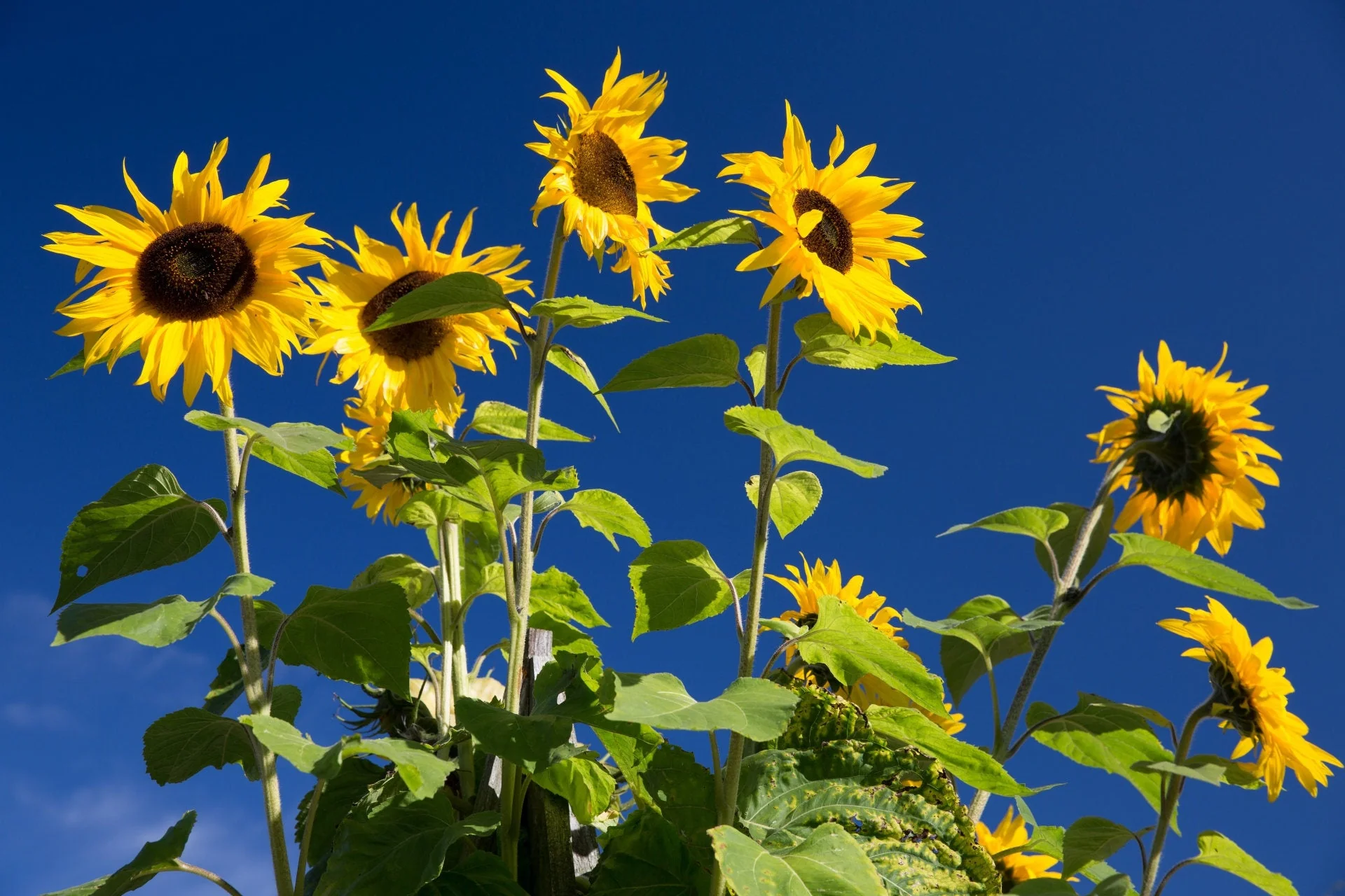 50 HOPI COMMON SUNFLOWER Helianthus Annuus Flower Seeds - Image 5