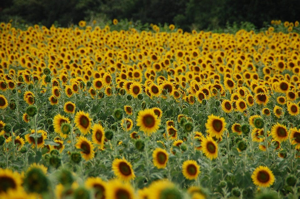 50 HOPI COMMON SUNFLOWER Helianthus Annuus Flower Seeds - Image 7