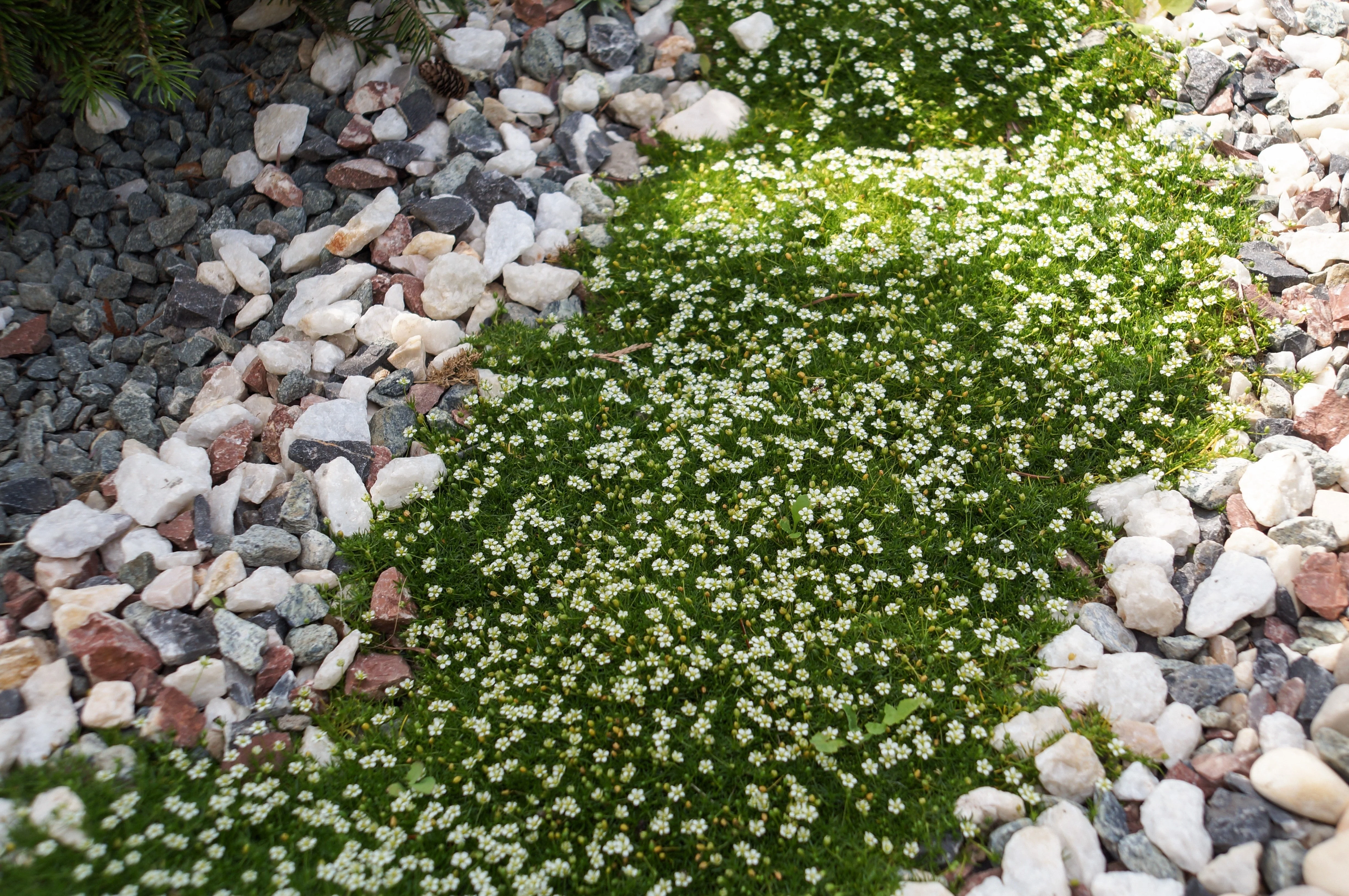 50 IRISH MOSS Groundcover Heath Pearlwort Sagina Subulata White Flower Seeds - Image 2