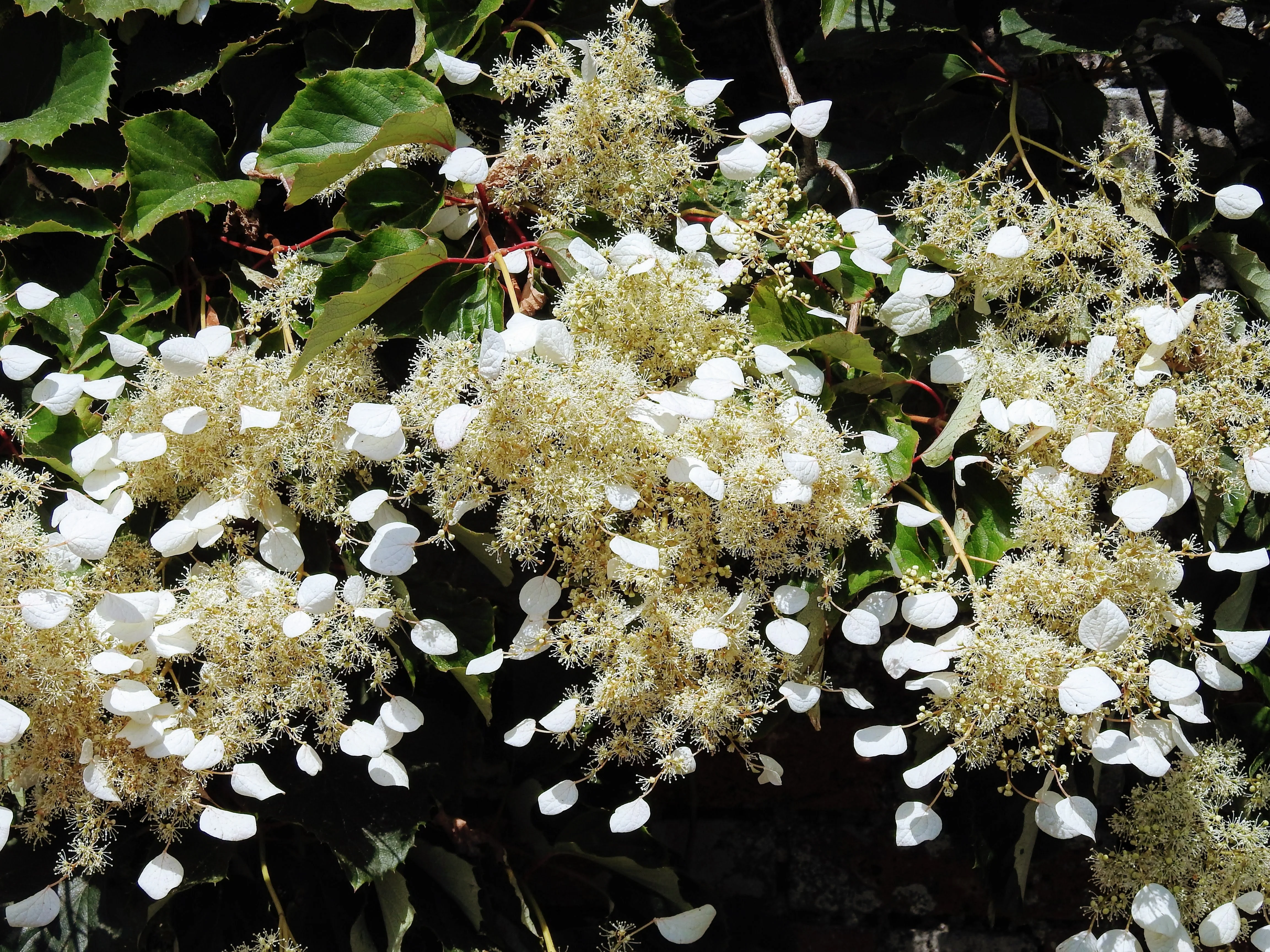 50 JAPANESE HYDRANGEA VINE White Flower Schizophragma Hydrangeoides Seeds - Image 4